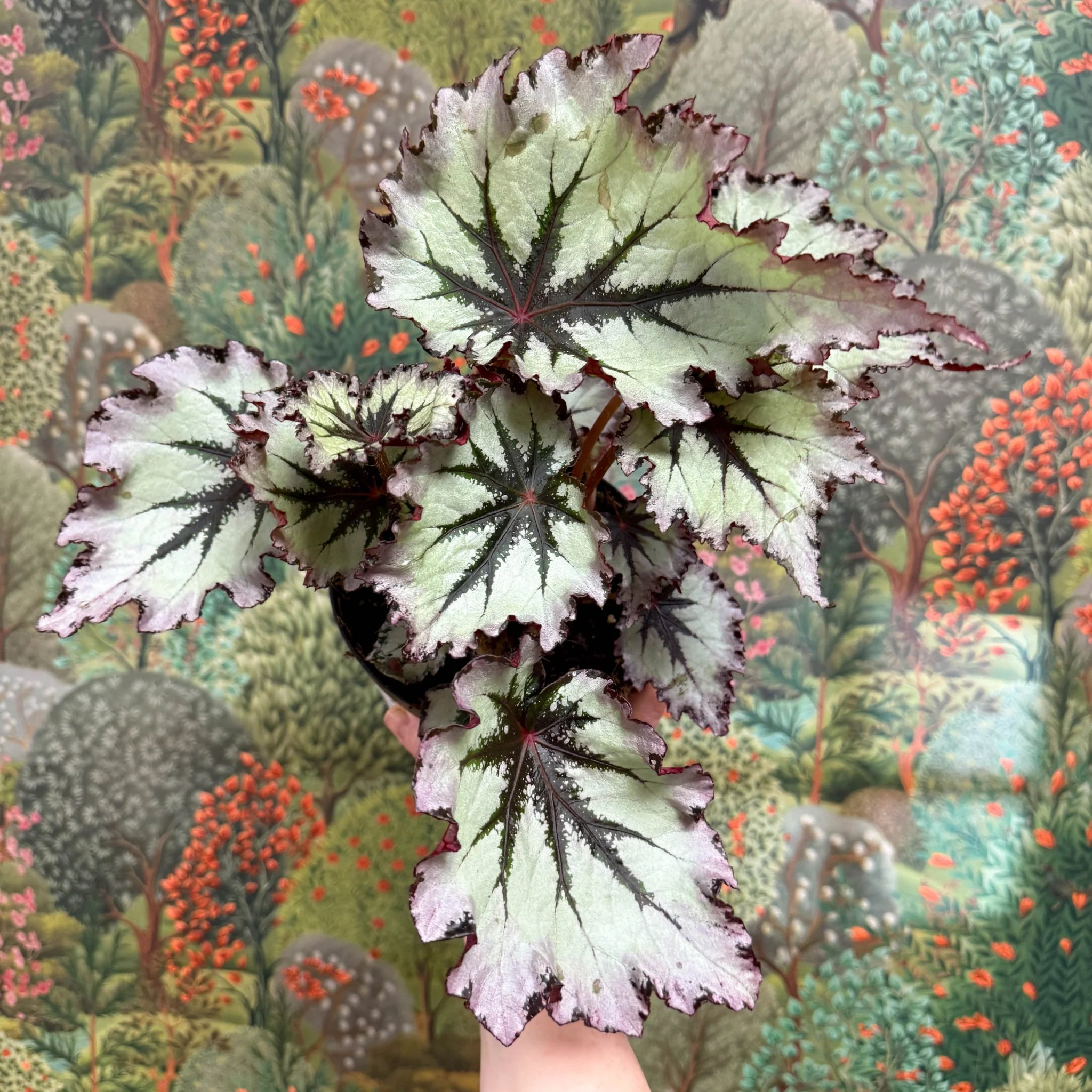 Begonia ‘Nordic Glacier’ – Rex Begonia - Image 9
