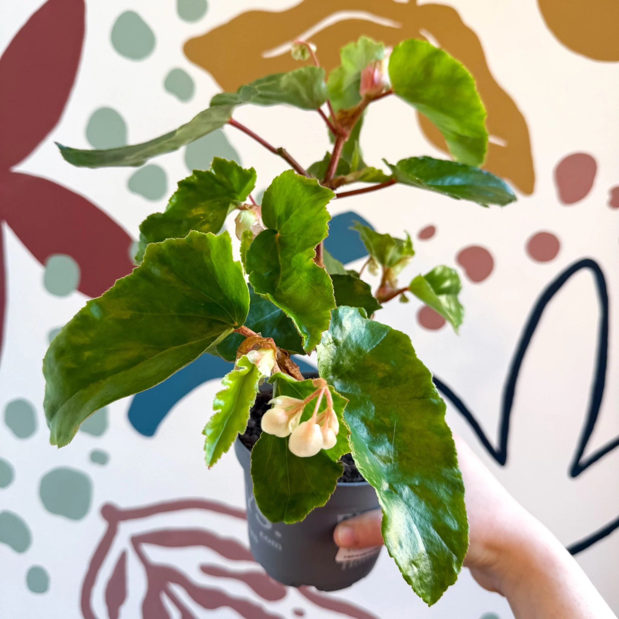 Begonia odetheiantha 'Venezuelan Form' - Welsh Grown - Image 11