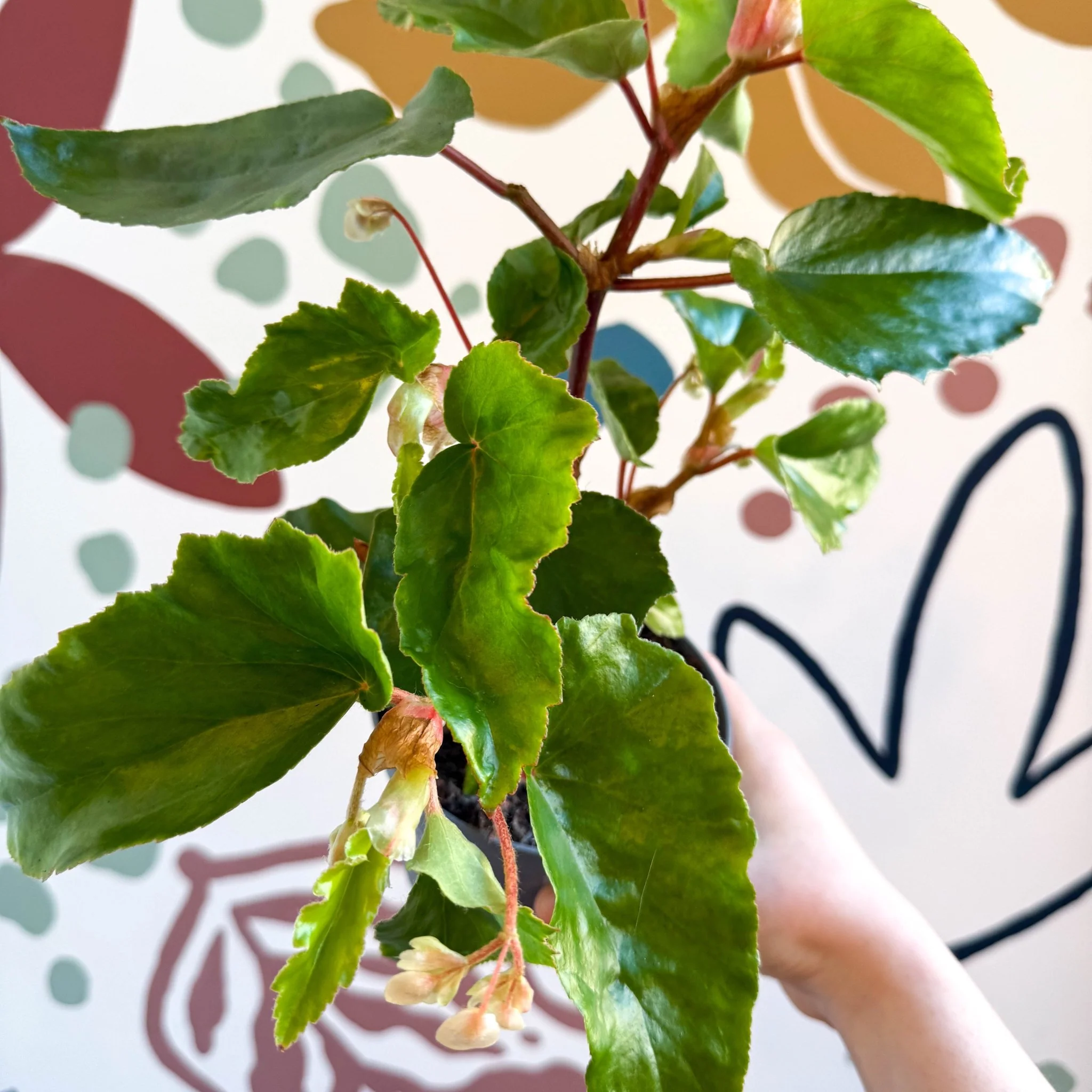 Begonia odetheiantha 'Venezuelan Form' - Welsh Grown - Image 13