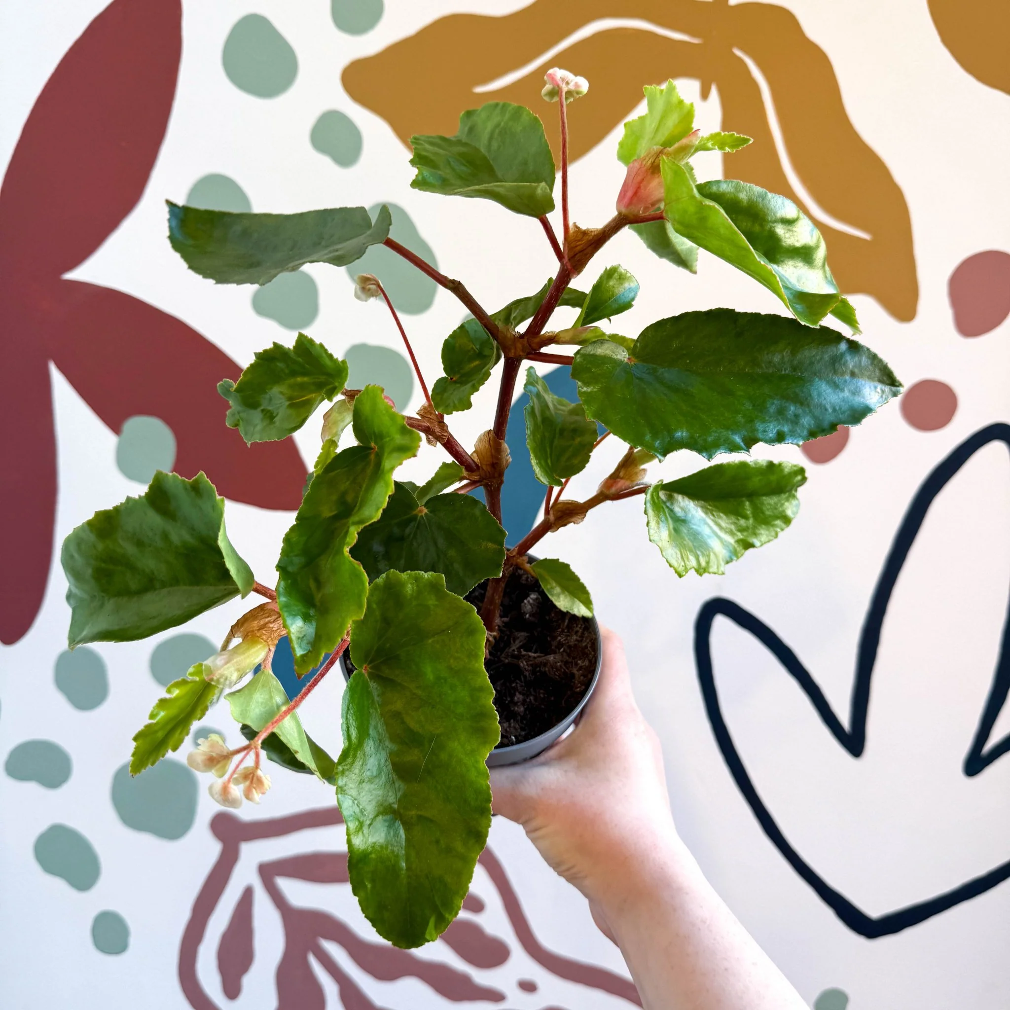 Begonia odetheiantha 'Venezuelan Form' - Welsh Grown - Image 2