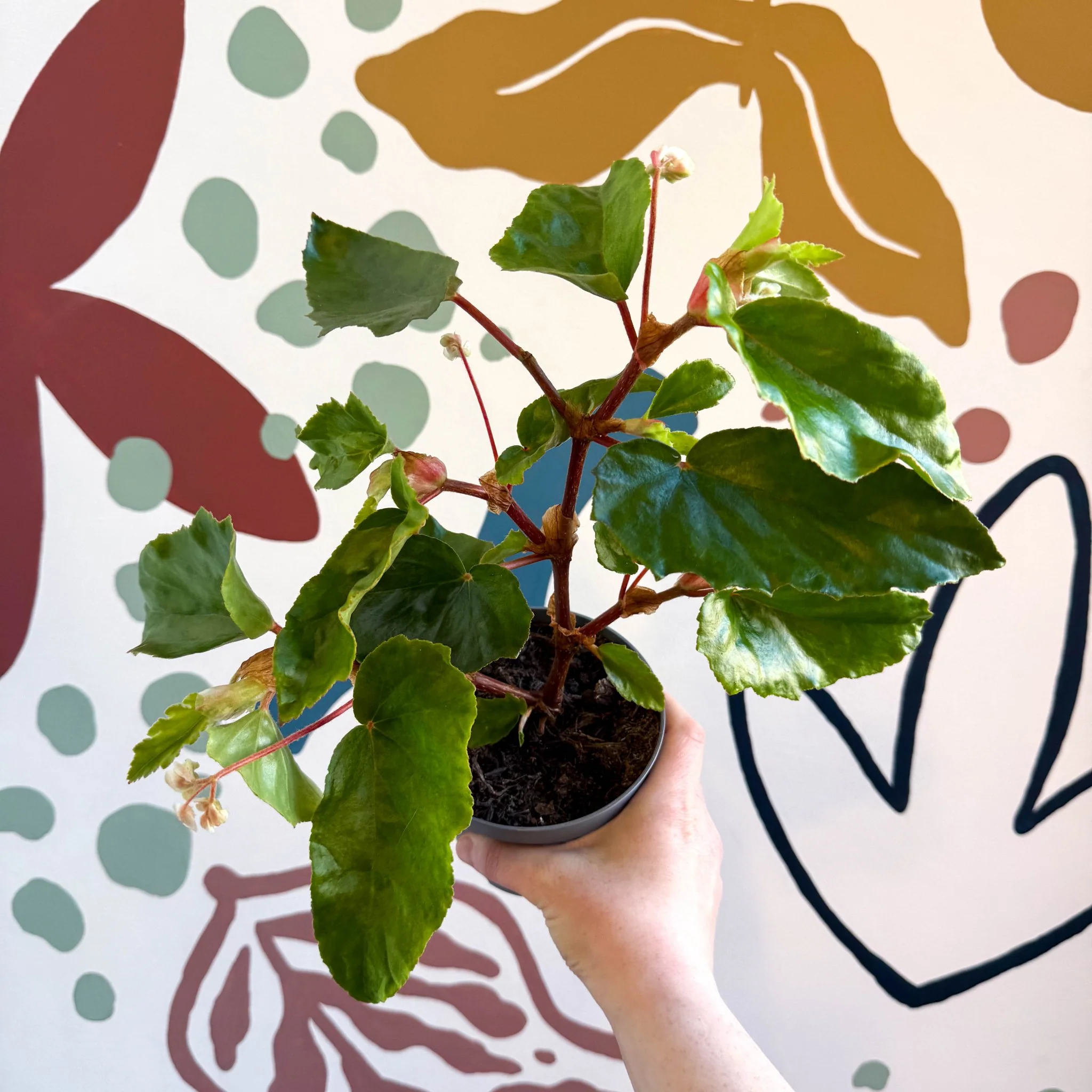 Begonia odetheiantha 'Venezuelan Form' - Welsh Grown - Image 5