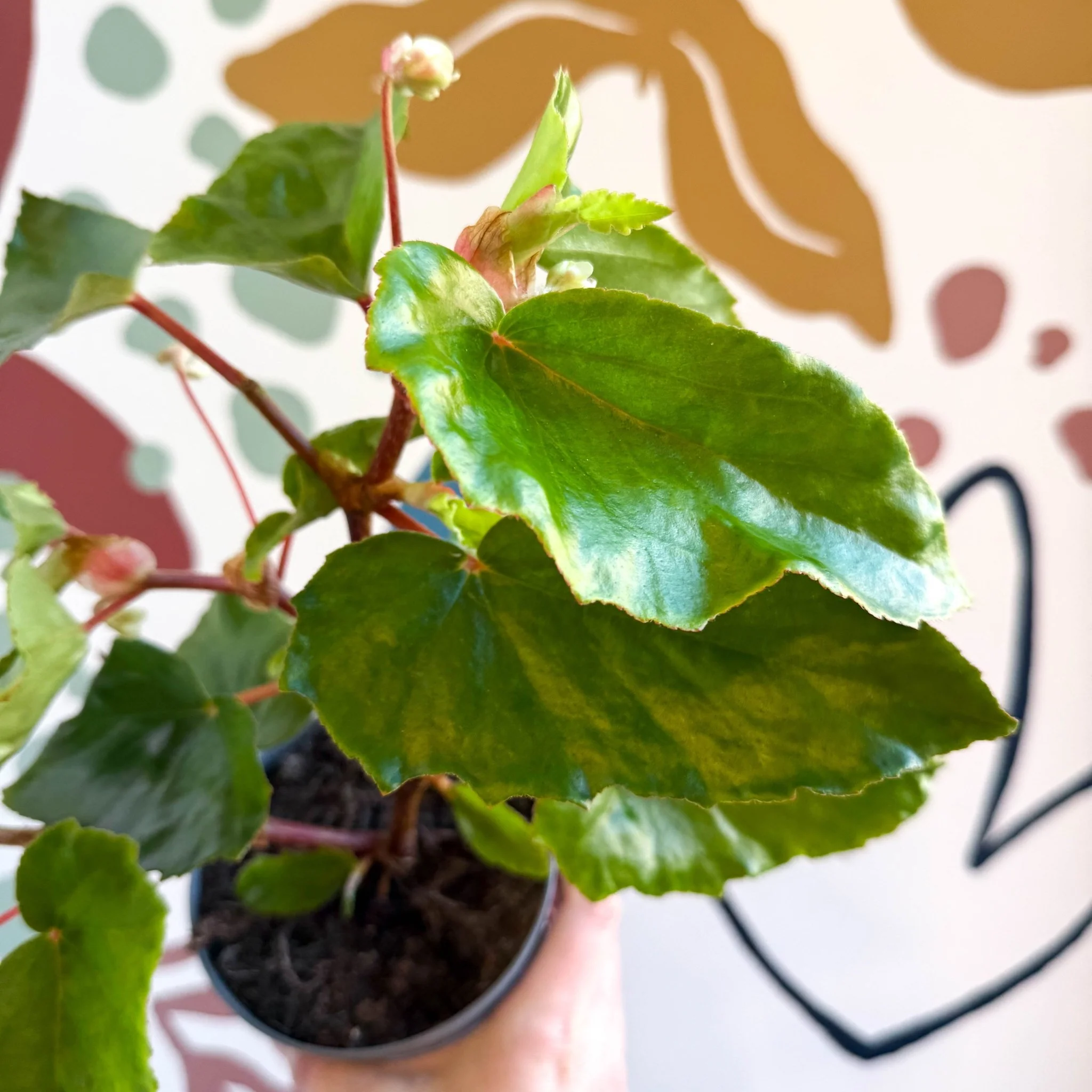 Begonia odetheiantha 'Venezuelan Form' - Welsh Grown - Image 6