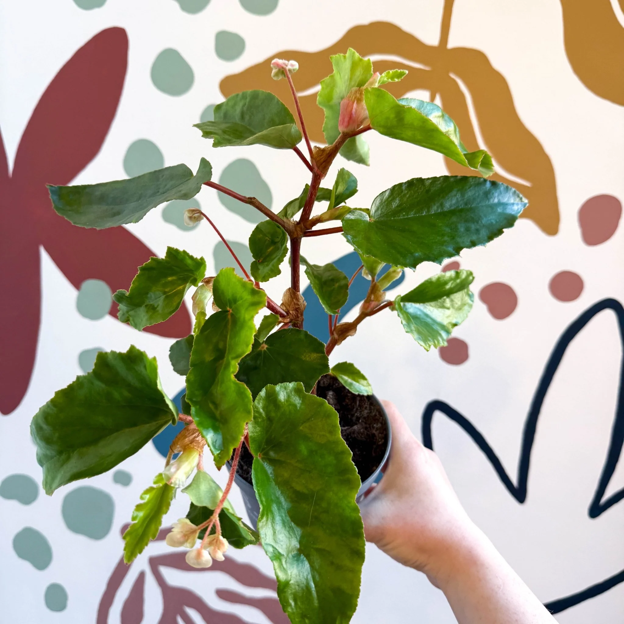 Begonia odetheiantha 'Venezuelan Form' - Welsh Grown - Image 7