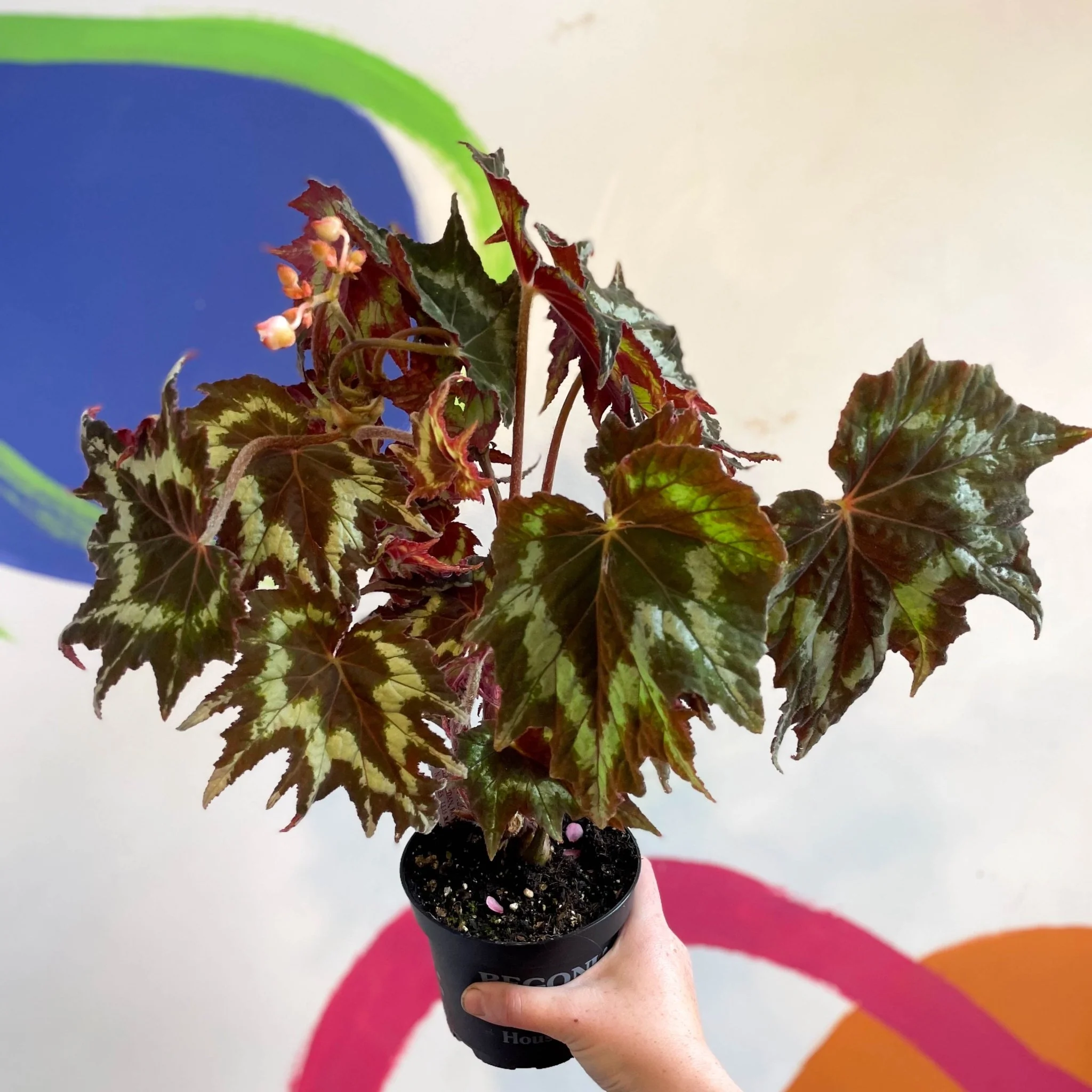 Begonia palmata 'Tie Dye' - Welsh Grown