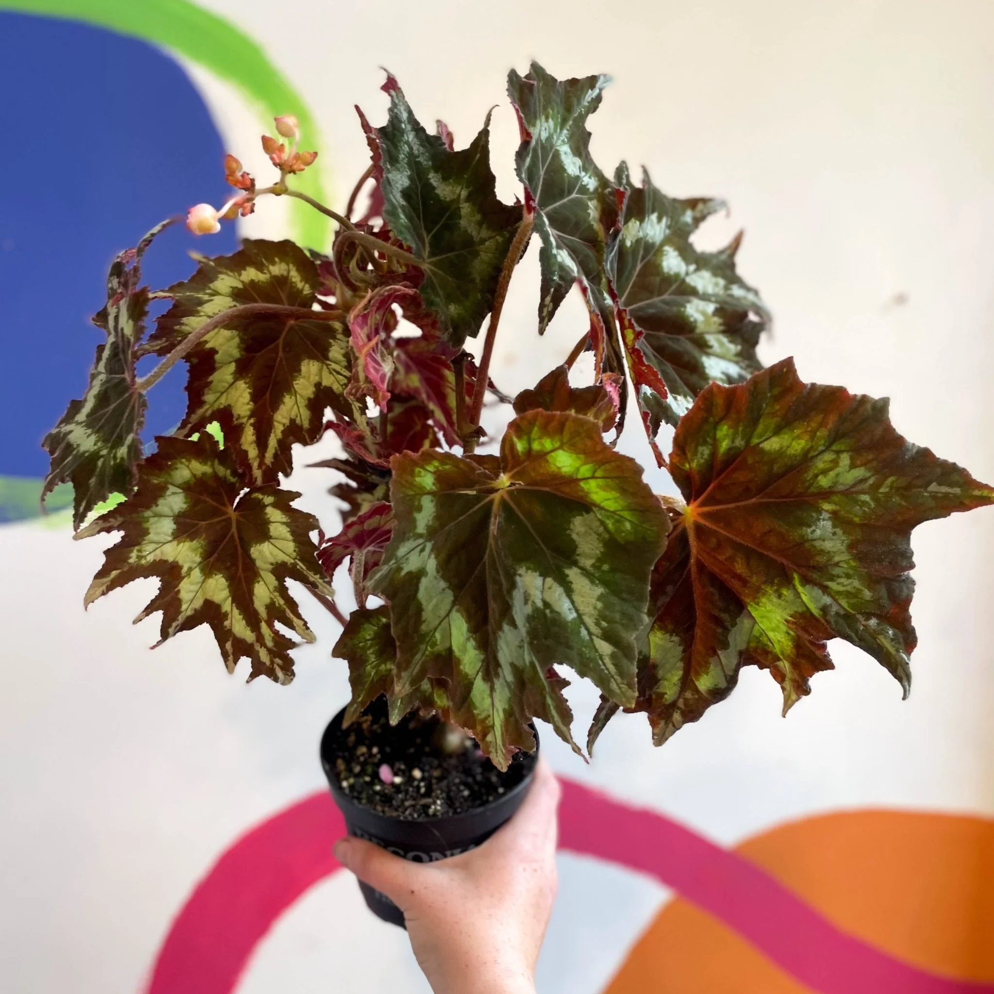 Begonia palmata 'Tie Dye' - Welsh Grown - Image 10