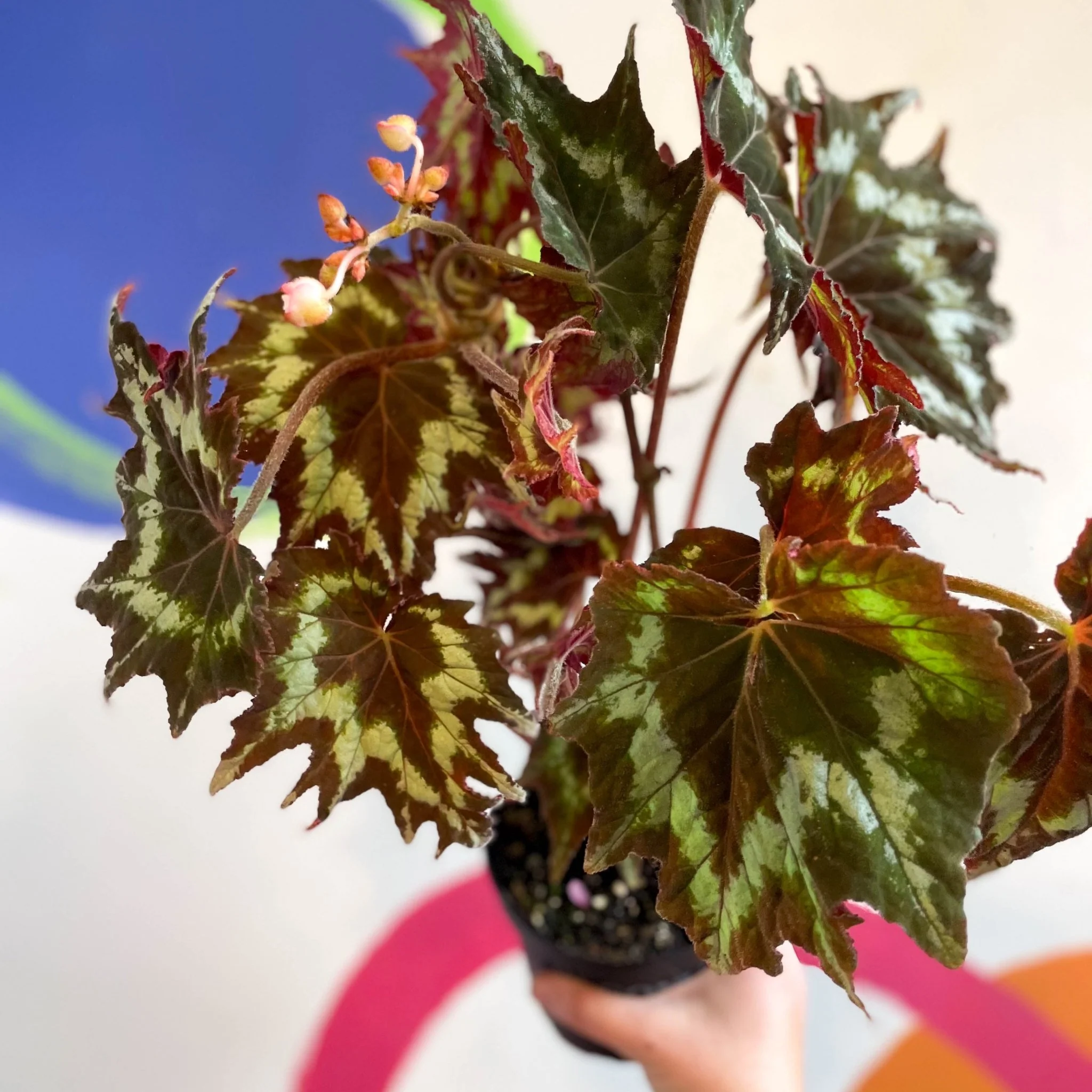 Begonia palmata 'Tie Dye' - Welsh Grown - Image 11