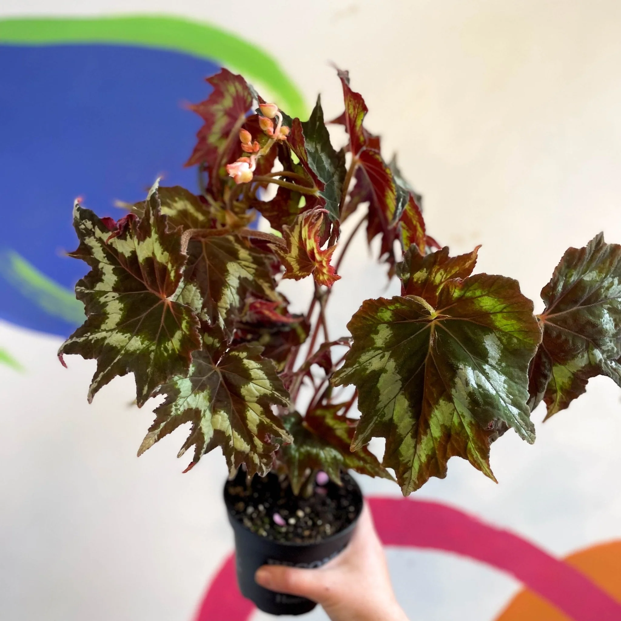Begonia palmata 'Tie Dye' - Welsh Grown - Image 12