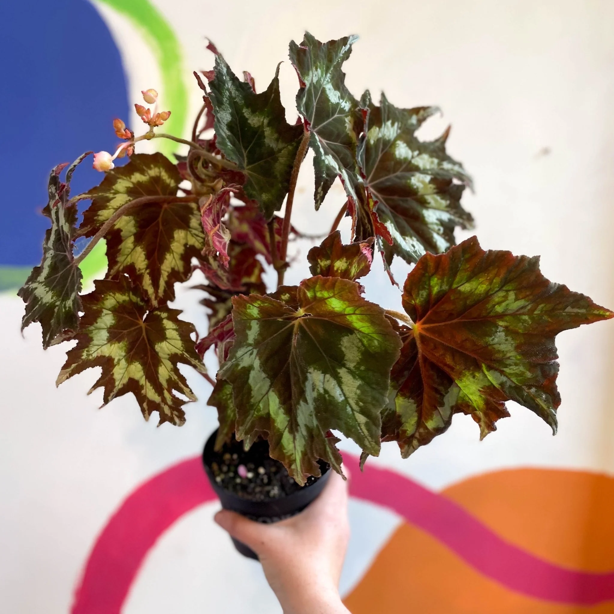 Begonia palmata 'Tie Dye' - Welsh Grown - Image 2
