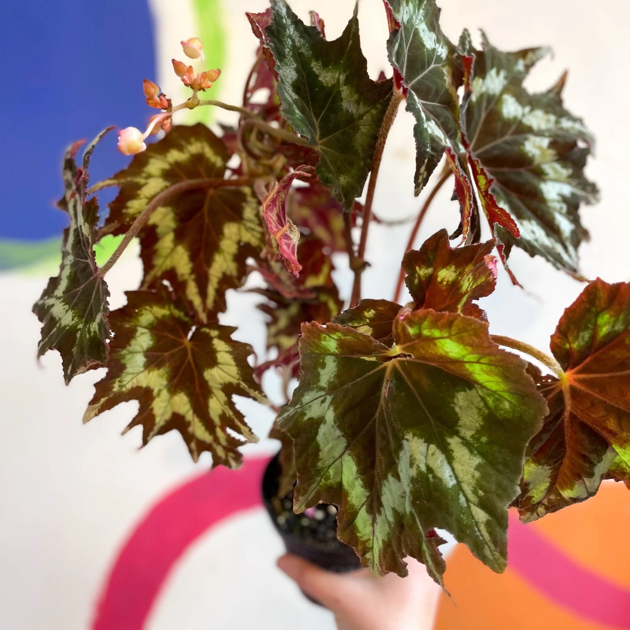 Begonia palmata 'Tie Dye' - Welsh Grown - Image 3