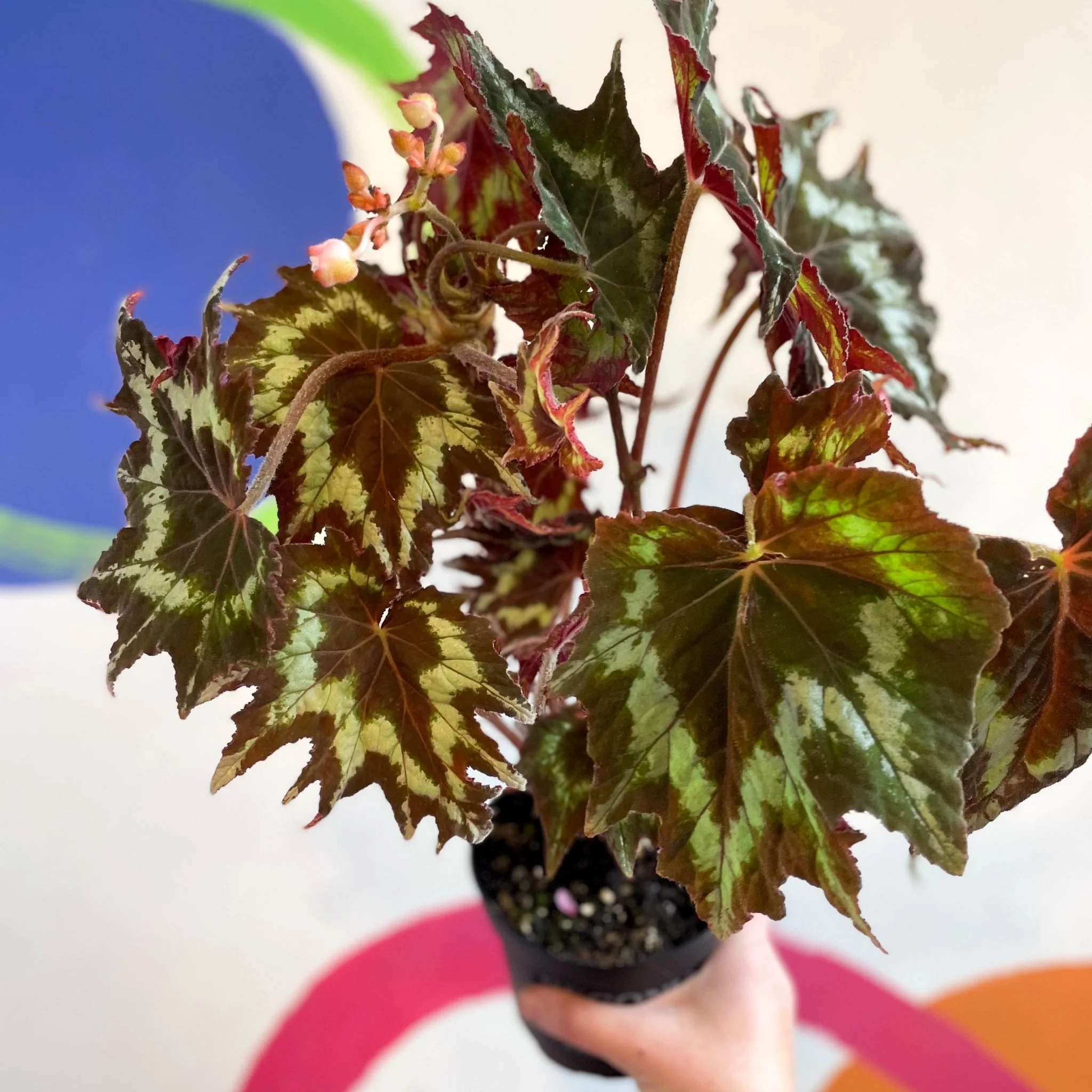 Begonia palmata 'Tie Dye' - Welsh Grown - Image 4