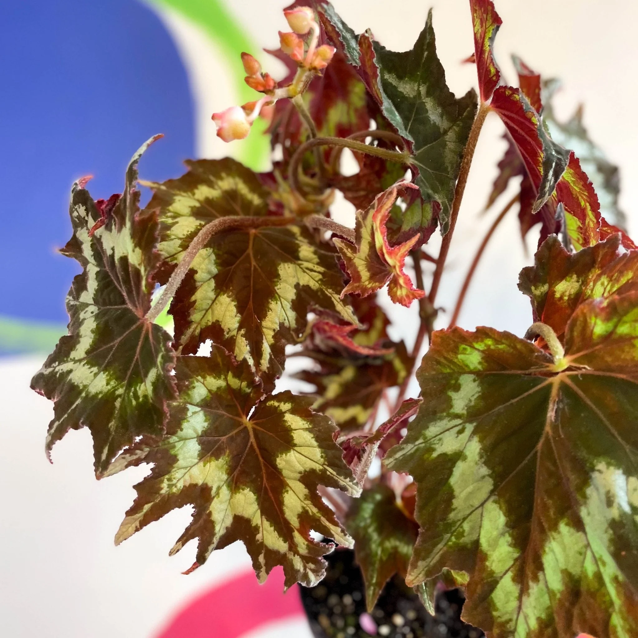 Begonia palmata 'Tie Dye' - Welsh Grown - Image 5