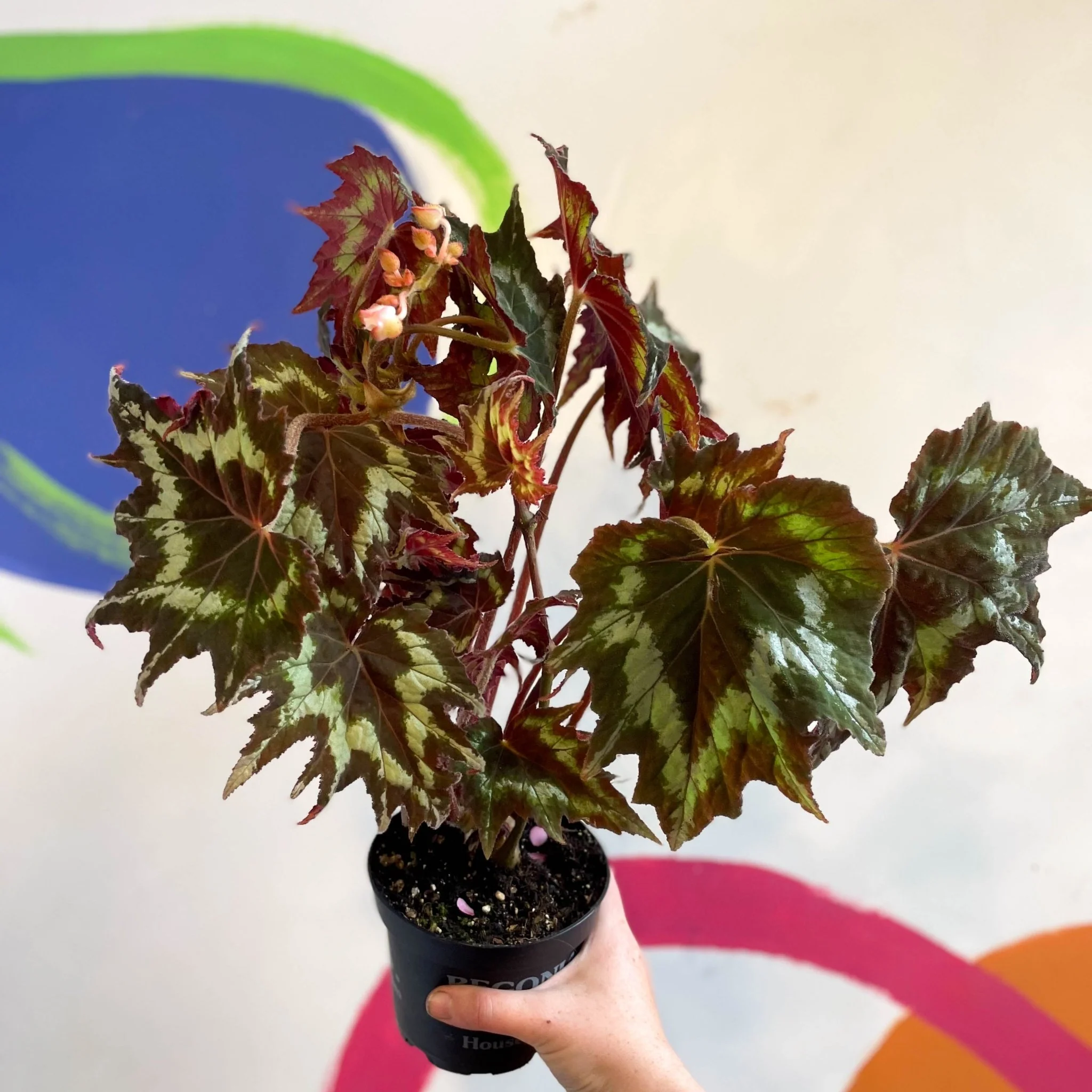 Begonia palmata 'Tie Dye' - Welsh Grown - Image 6