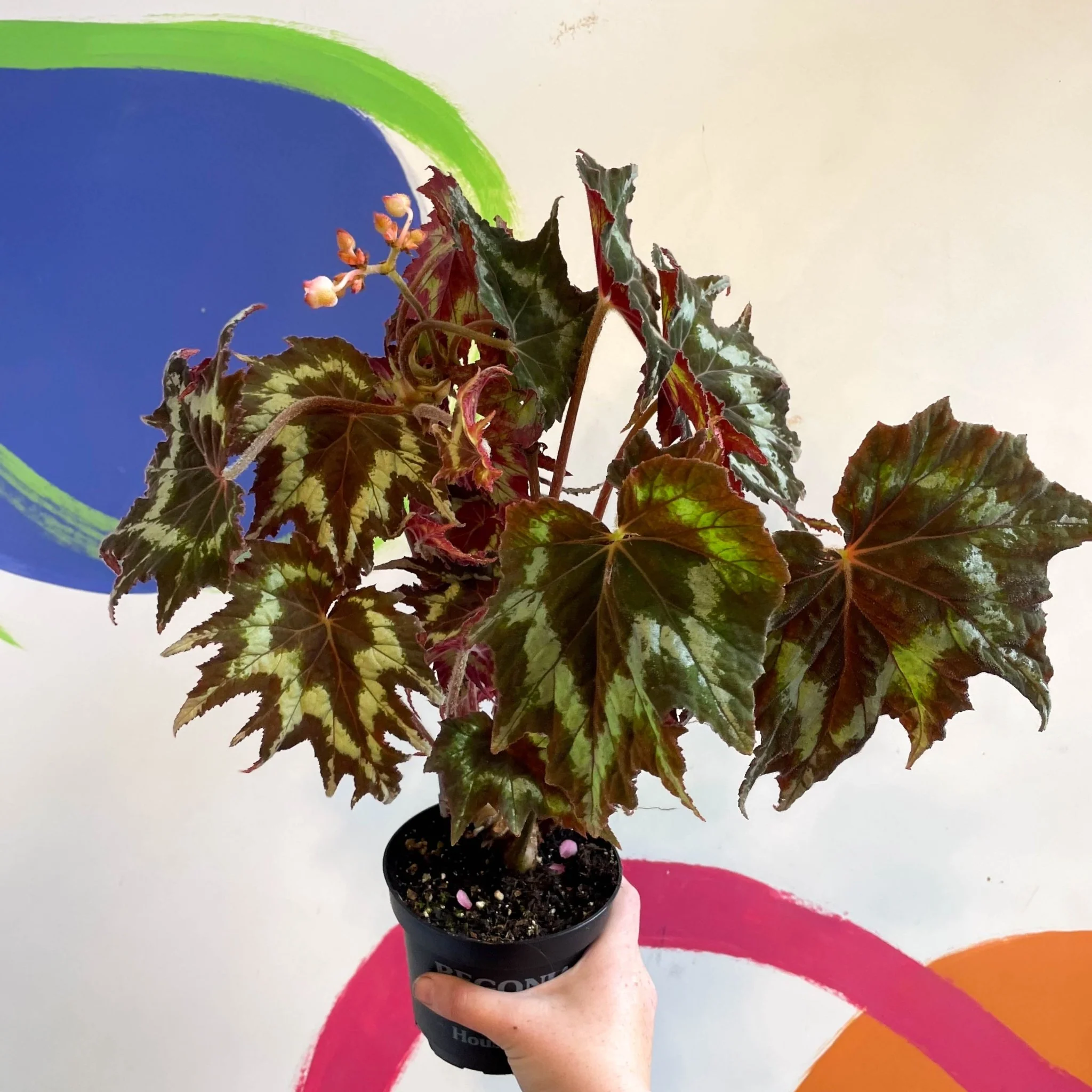 Begonia palmata 'Tie Dye' - Welsh Grown - Image 7