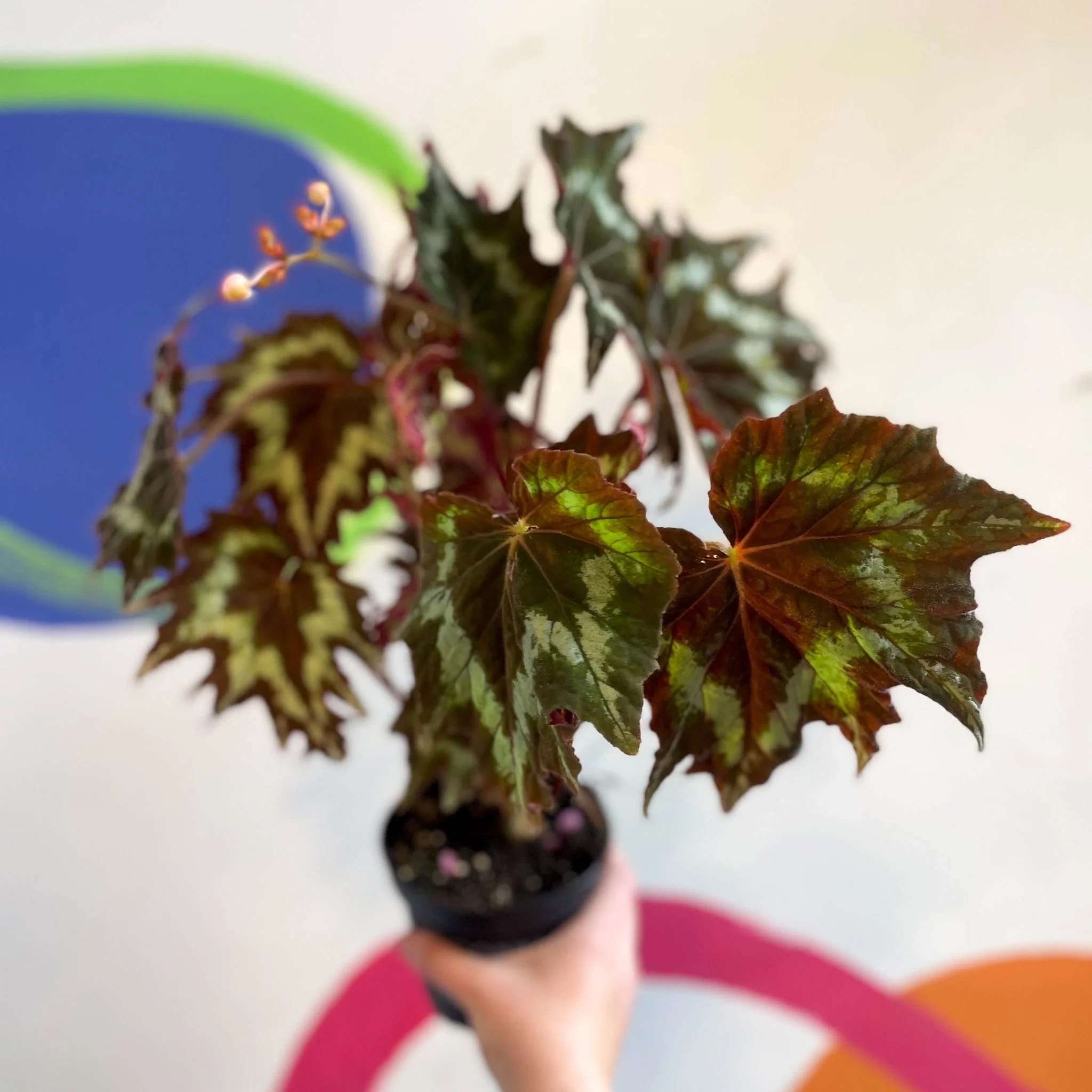 Begonia palmata 'Tie Dye' - Welsh Grown - Image 8