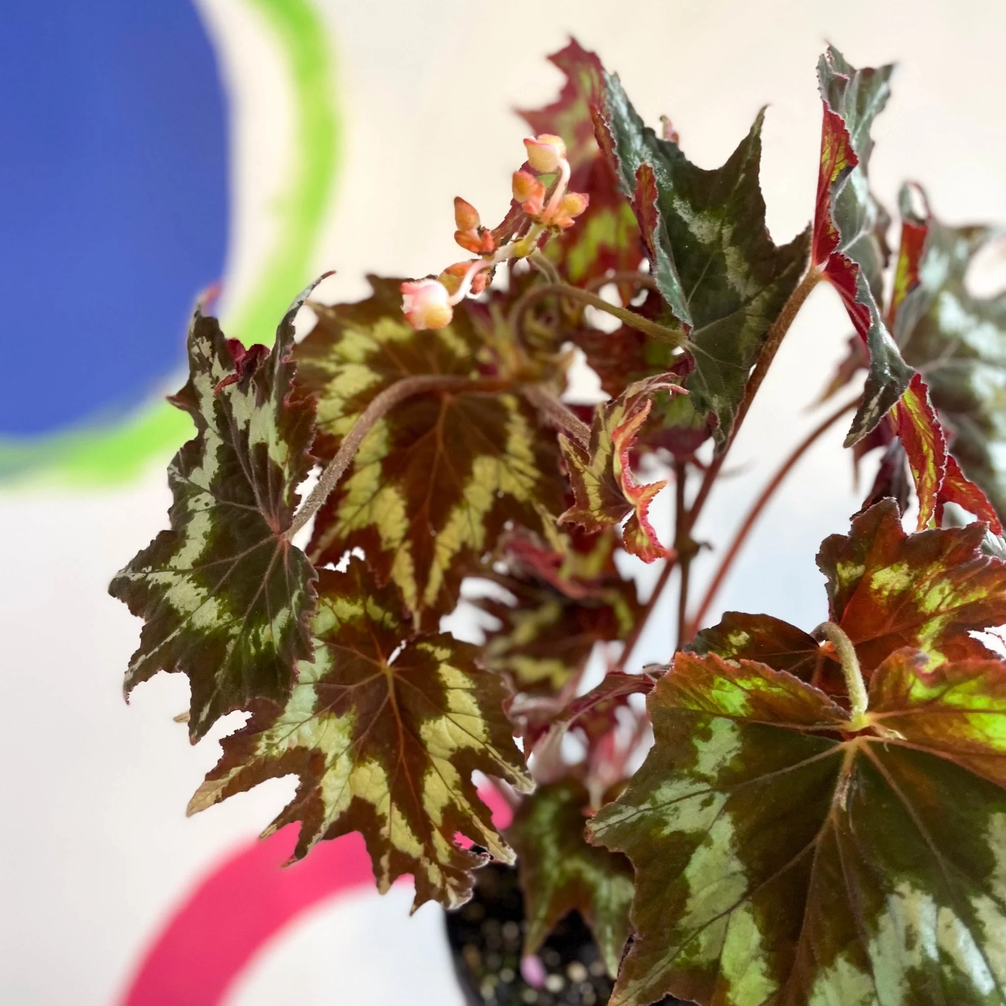 Begonia palmata 'Tie Dye' - Welsh Grown - Image 9