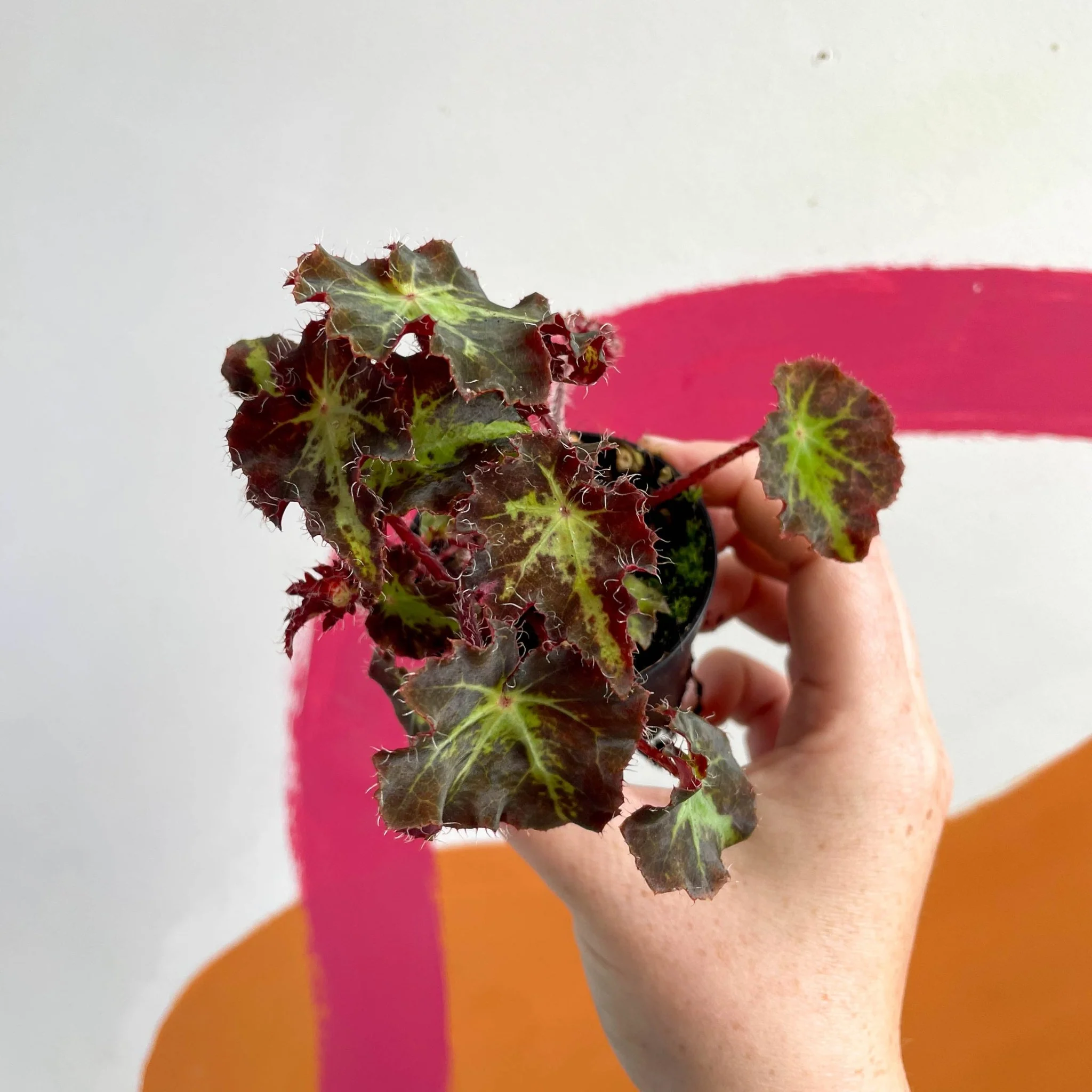 Begonia rex 'Beatrice Haddrell' - Welsh Grown