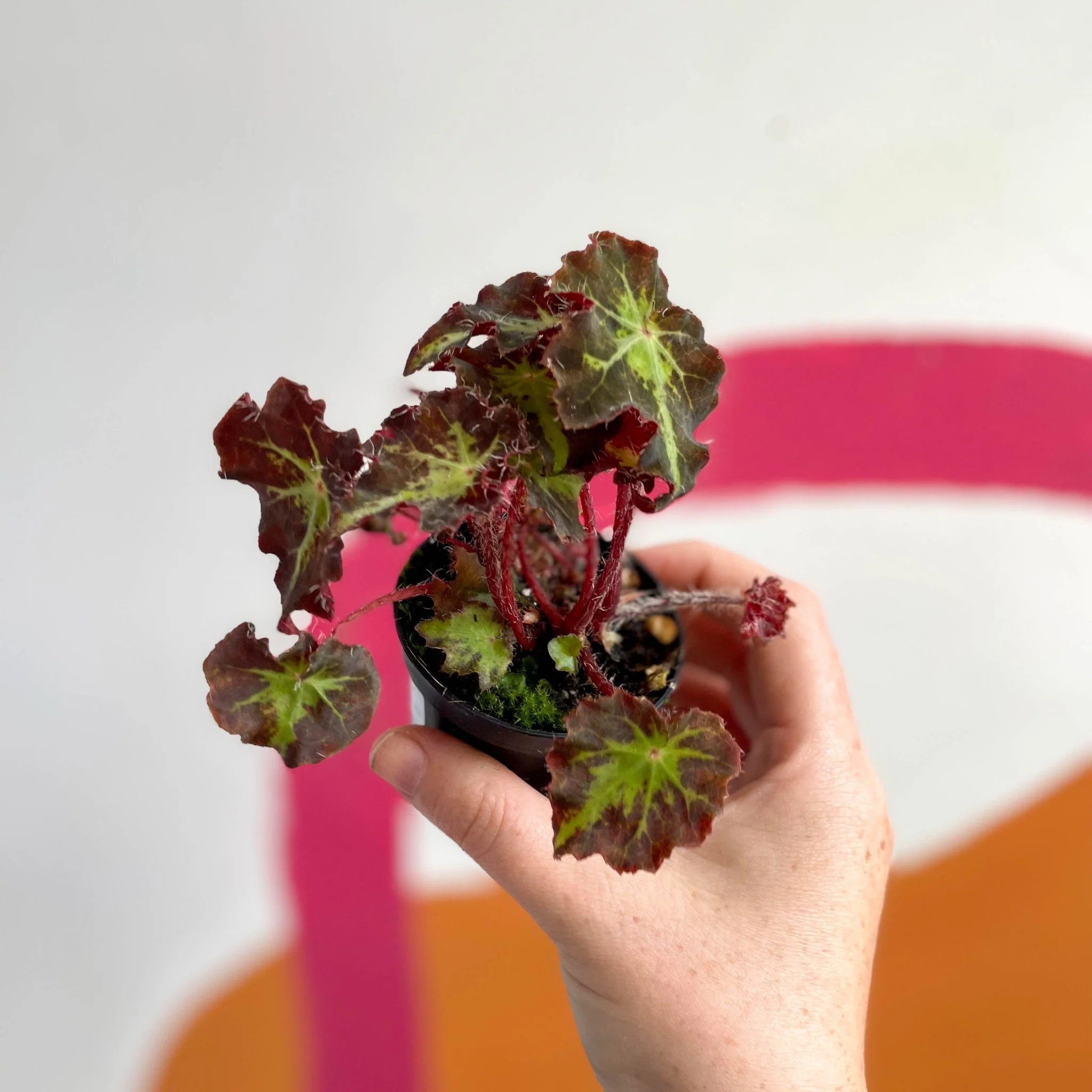 Begonia rex 'Beatrice Haddrell' - Welsh Grown - Image 2