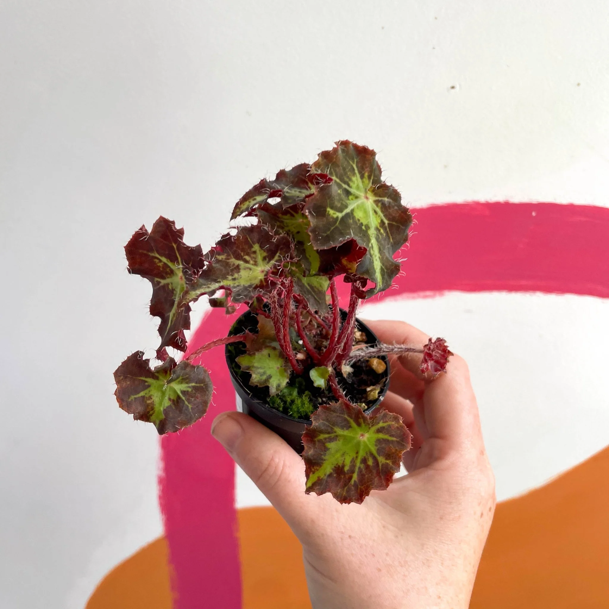 Begonia rex 'Beatrice Haddrell' - Welsh Grown - Image 3