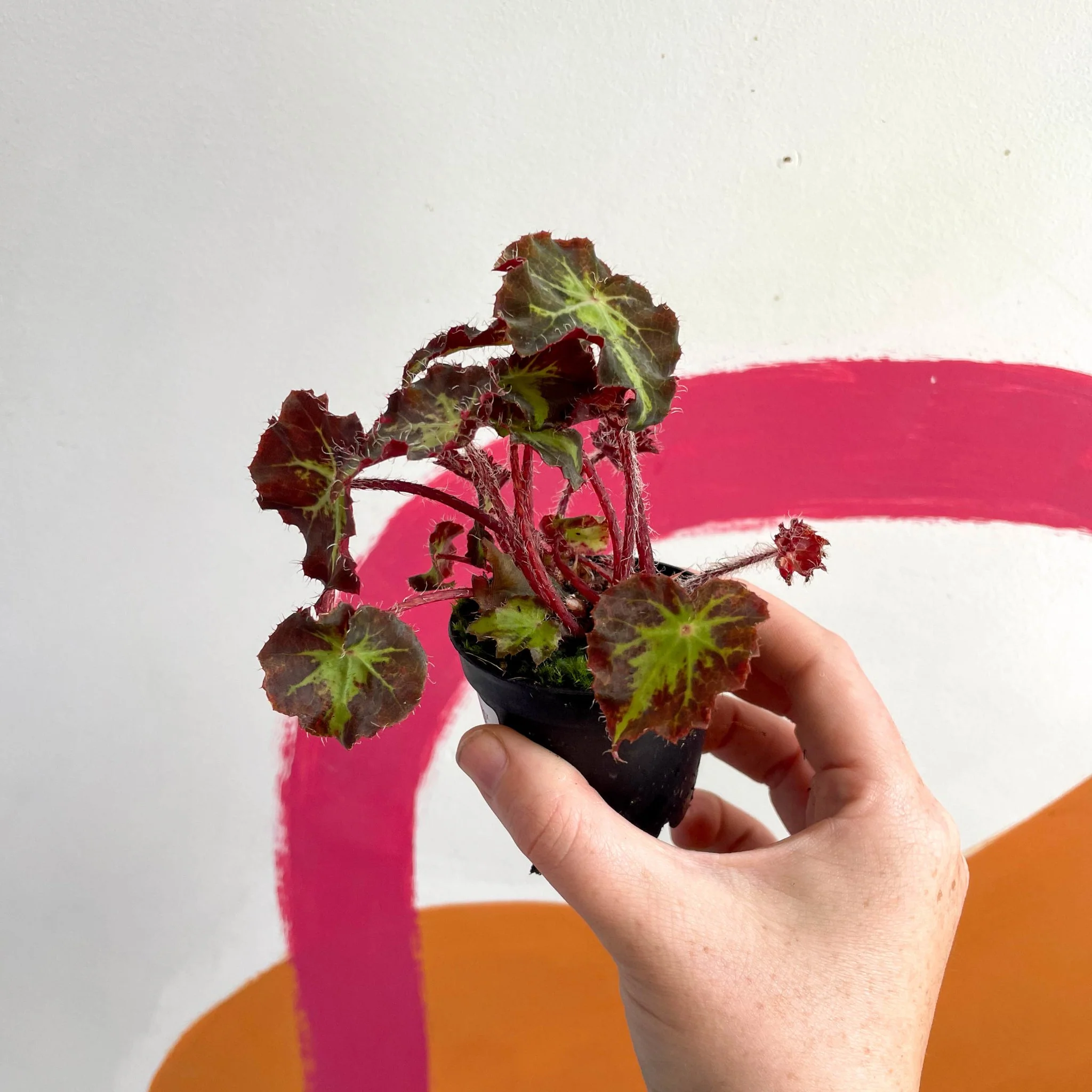 Begonia rex 'Beatrice Haddrell' - Welsh Grown - Image 4