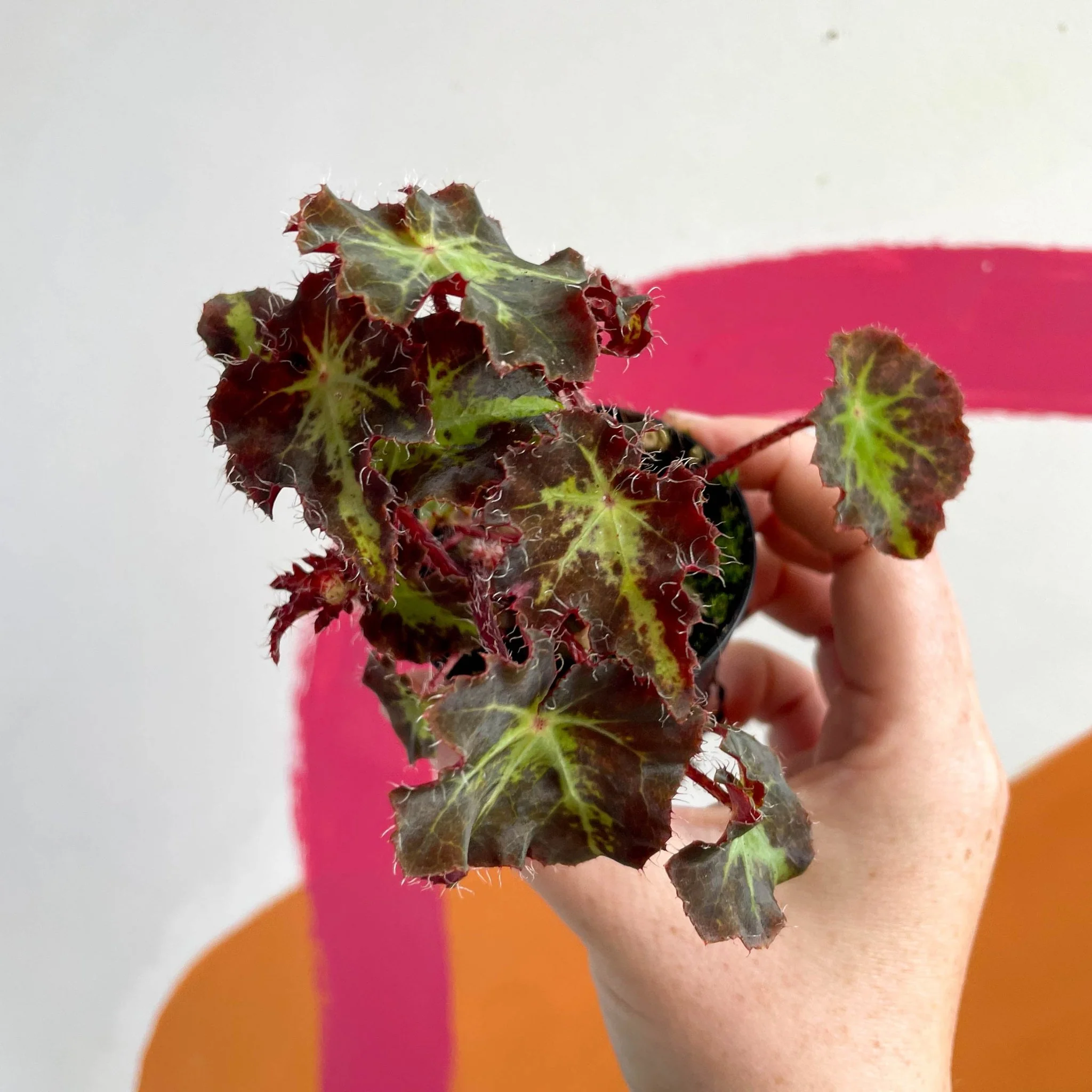 Begonia rex 'Beatrice Haddrell' - Welsh Grown - Image 5