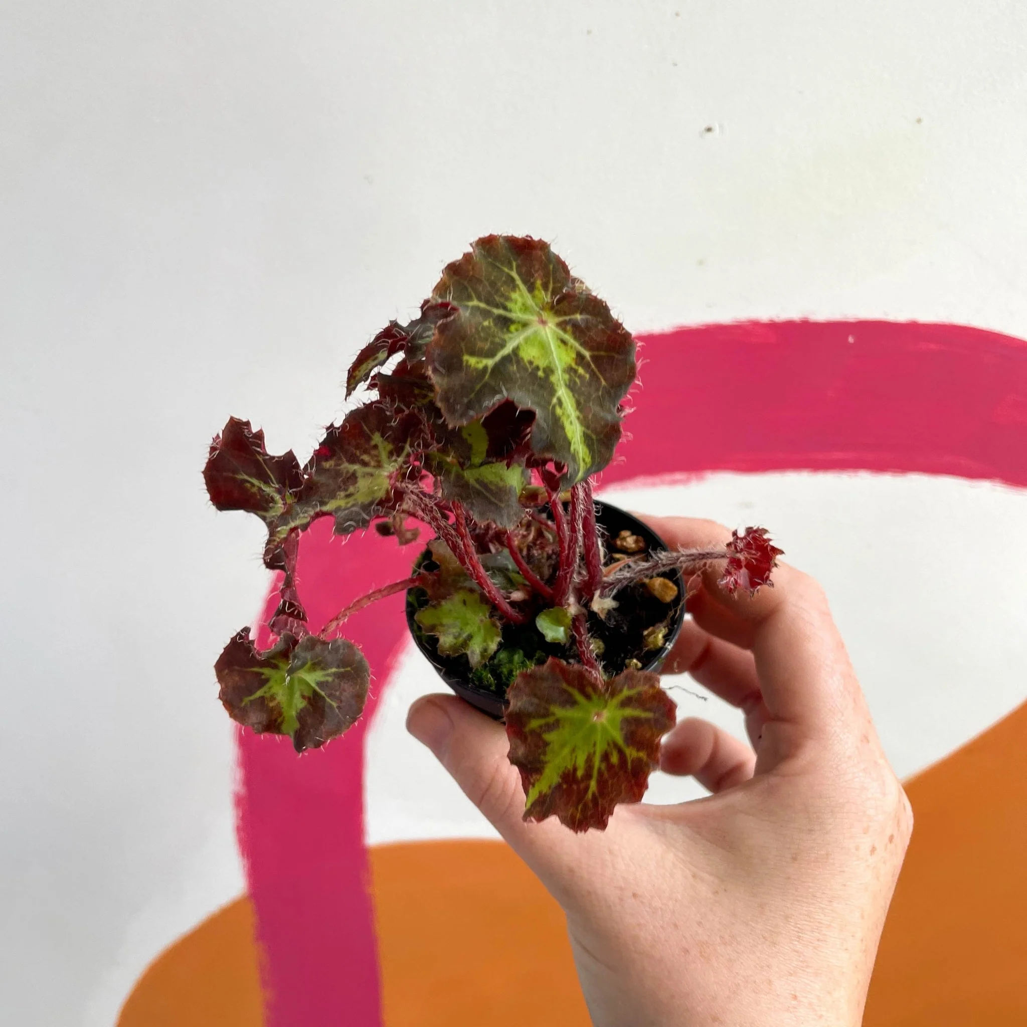 Begonia rex 'Beatrice Haddrell' - Welsh Grown - Image 6