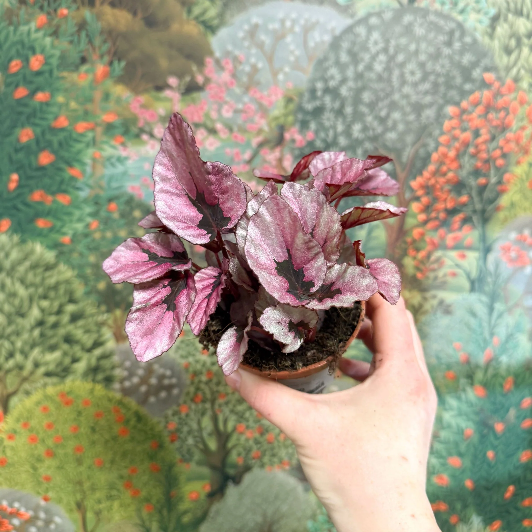 Begonia rex 'Beleaf Mix' - Image 2