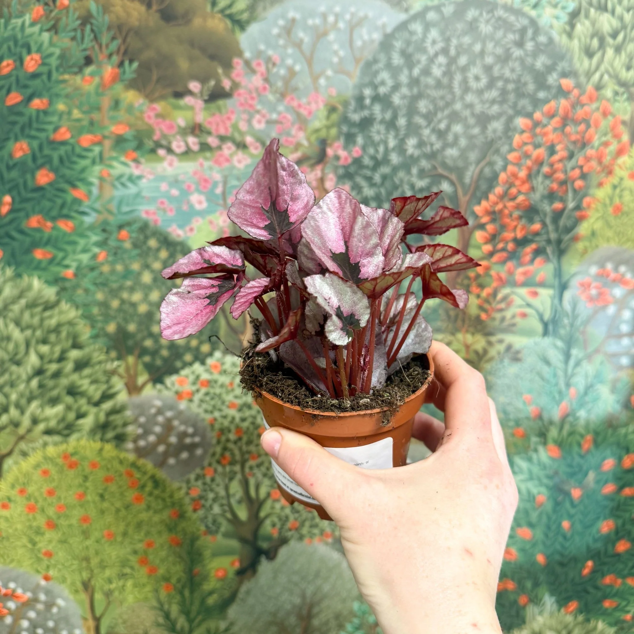 Begonia rex 'Beleaf Mix' - Image 3