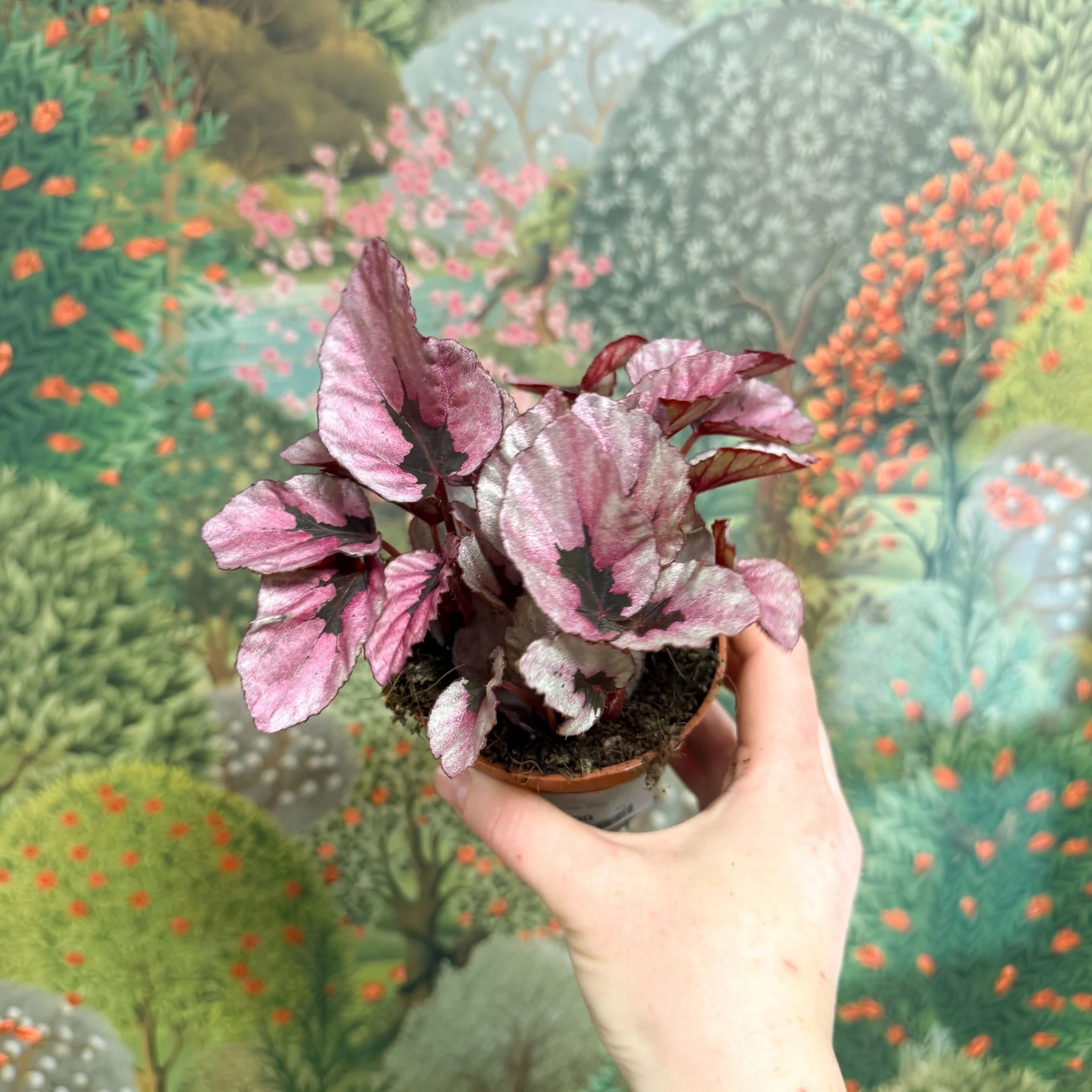 Begonia rex 'Beleaf Mix' - Image 4