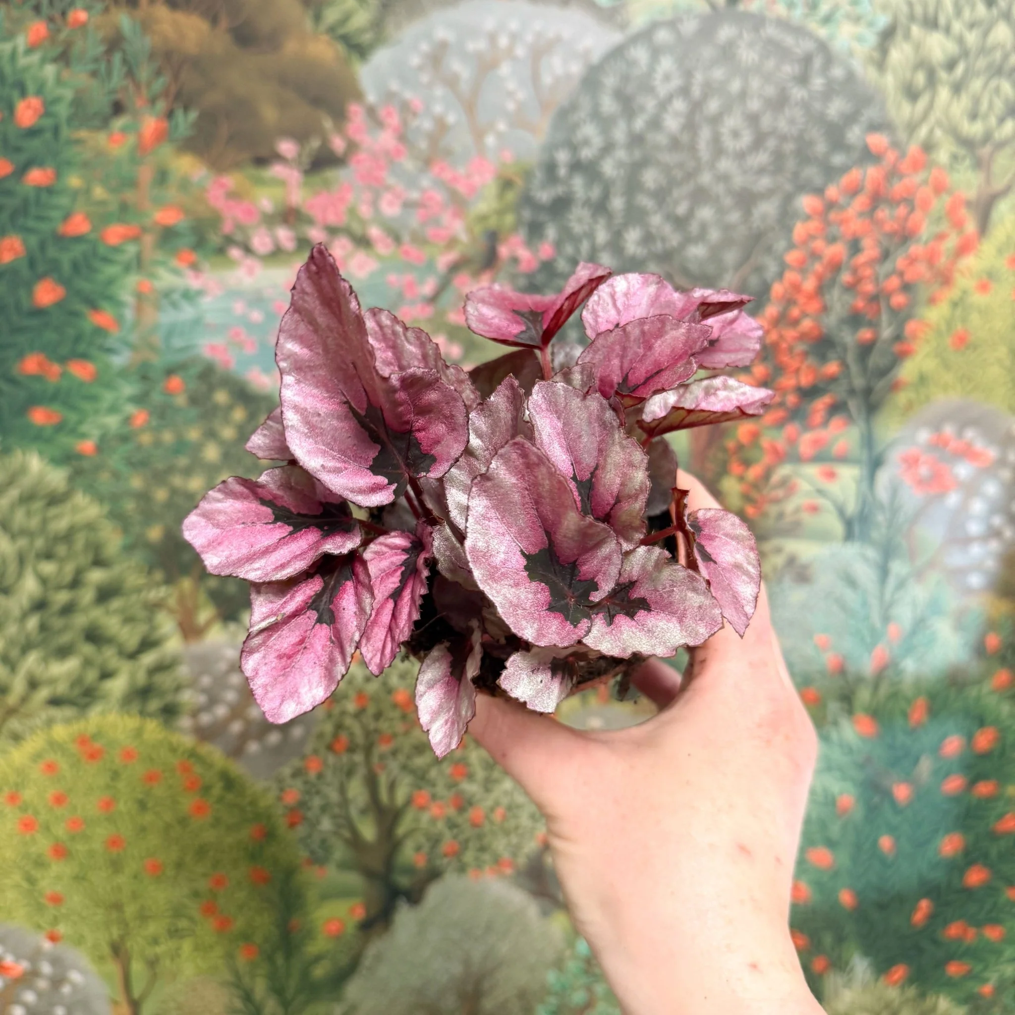 Begonia rex 'Beleaf Mix' - Image 5