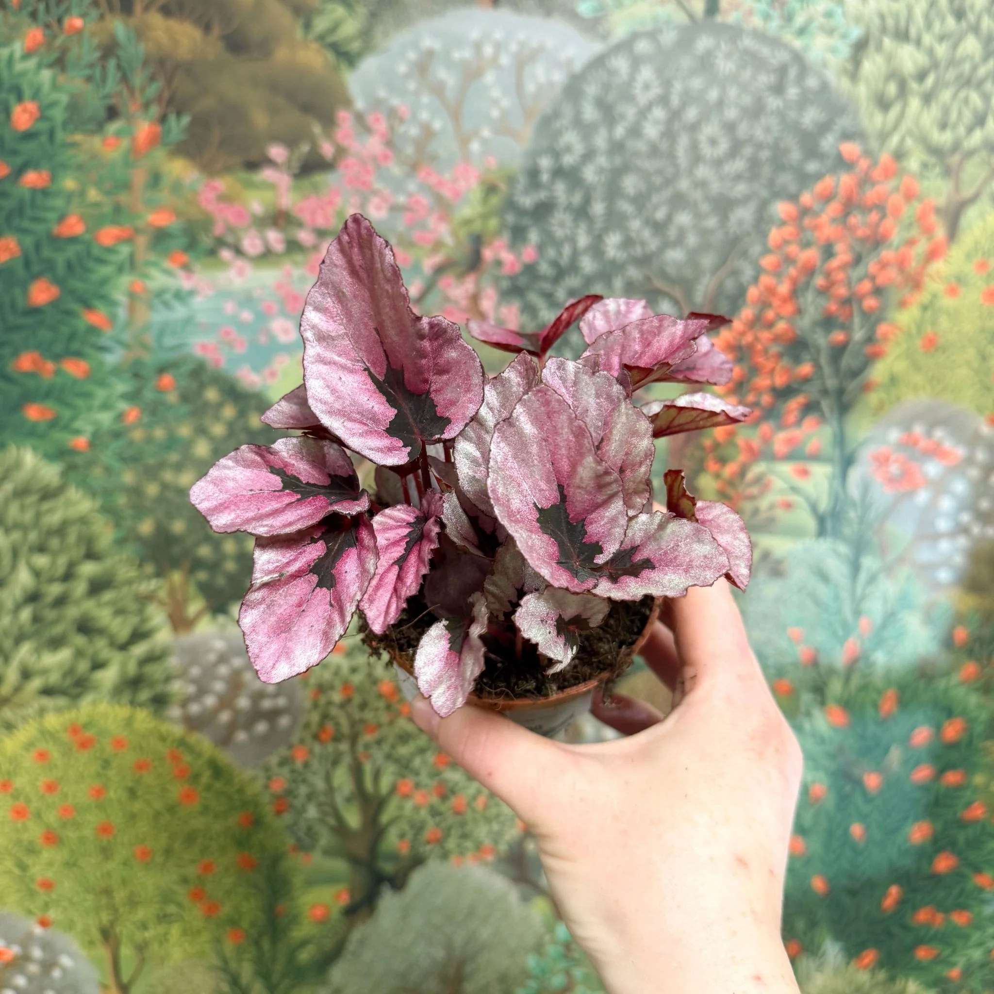 Begonia rex 'Beleaf Mix' - Image 6