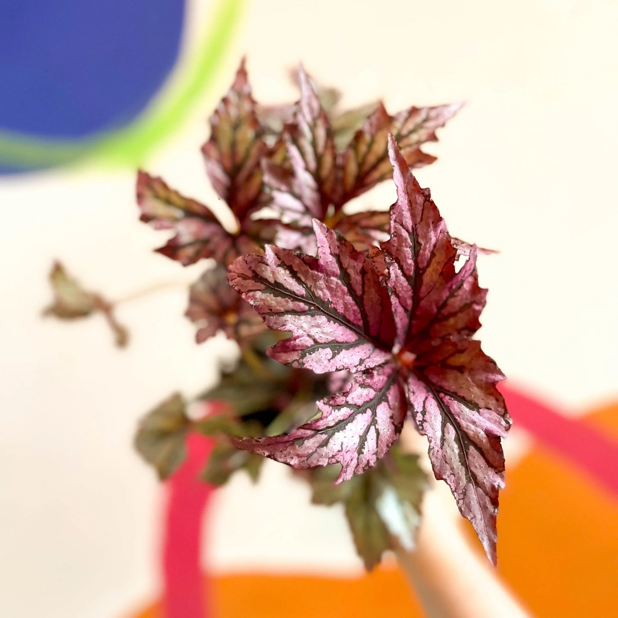 Begonia rex 'Benitochiba' - Welsh Grown