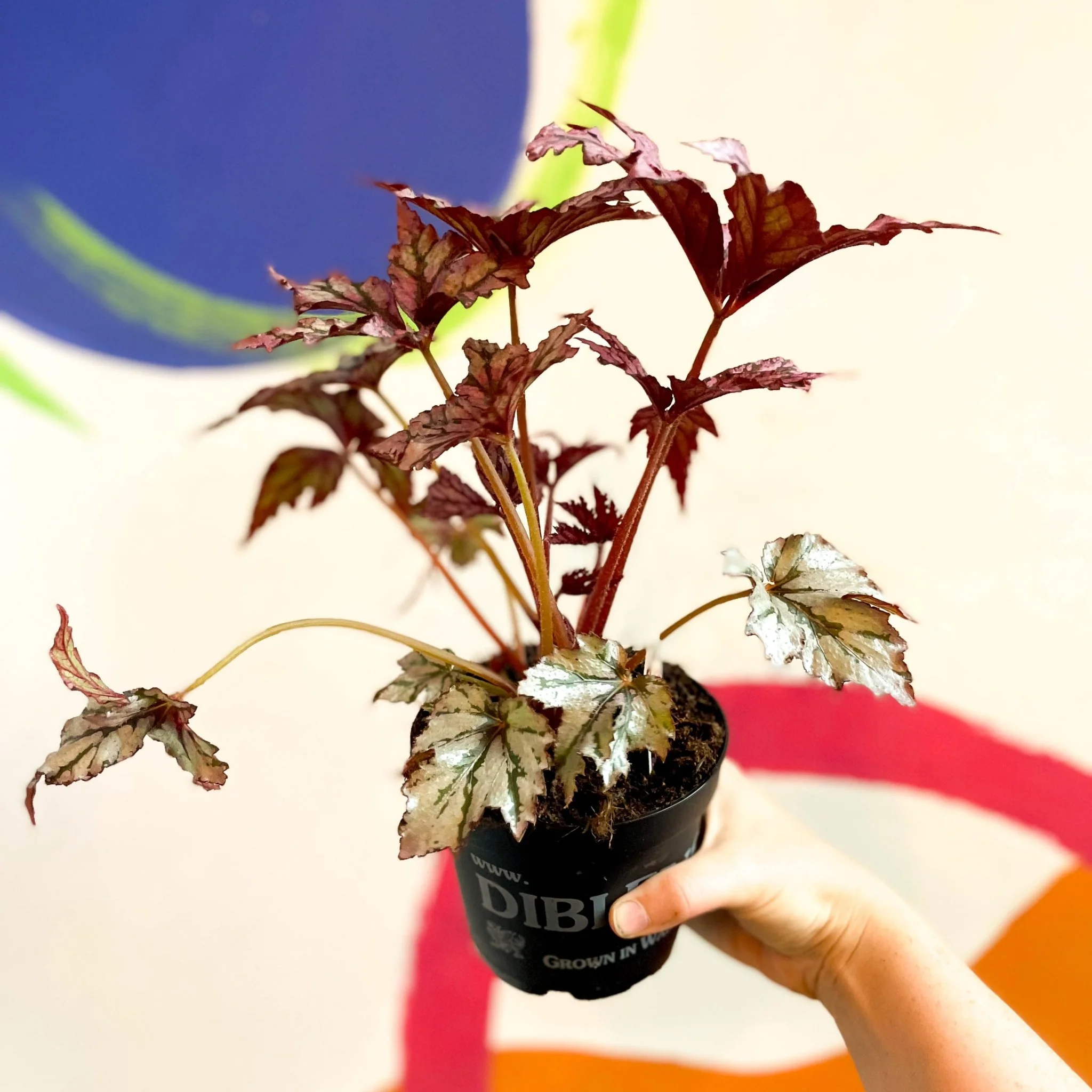 Begonia rex 'Benitochiba' - Welsh Grown - Image 2