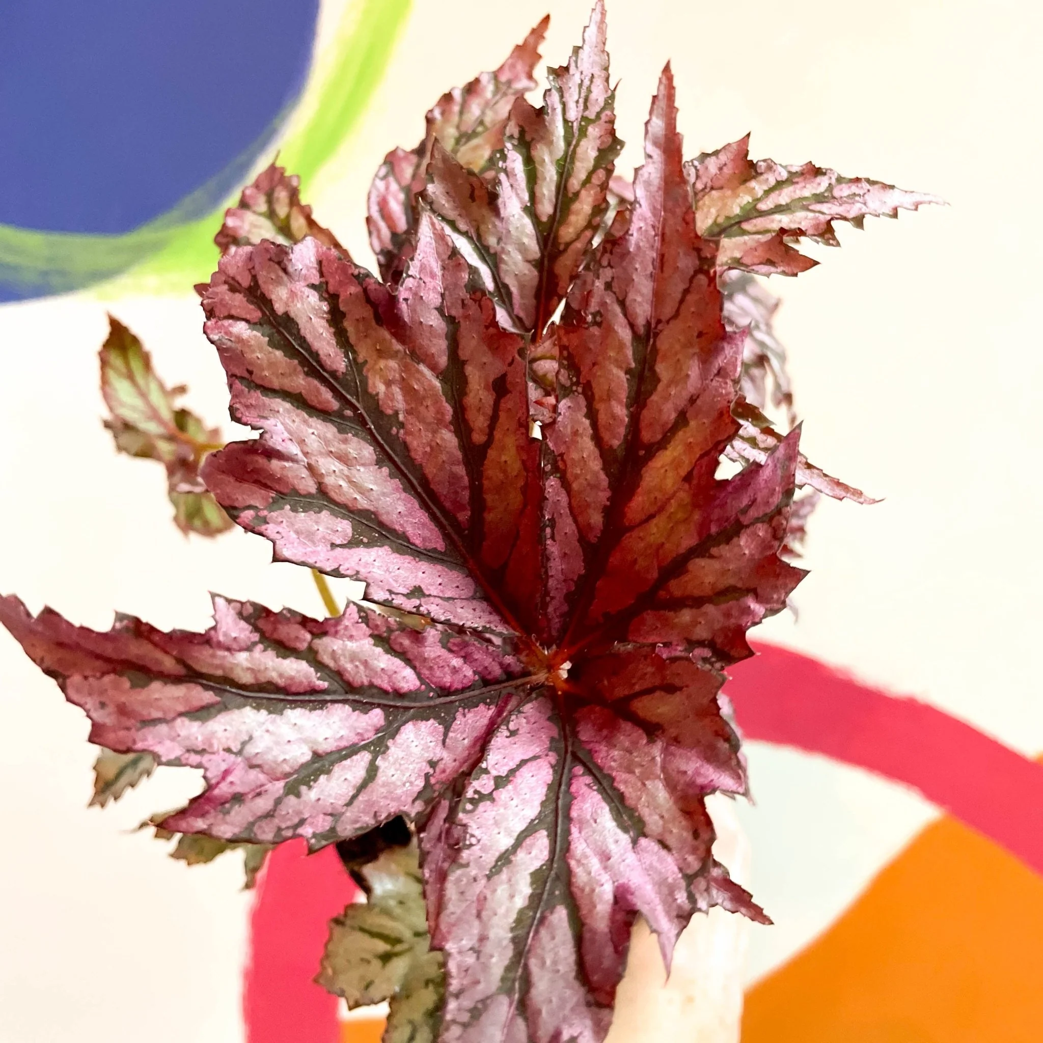 Begonia rex 'Benitochiba' - Welsh Grown - Image 3
