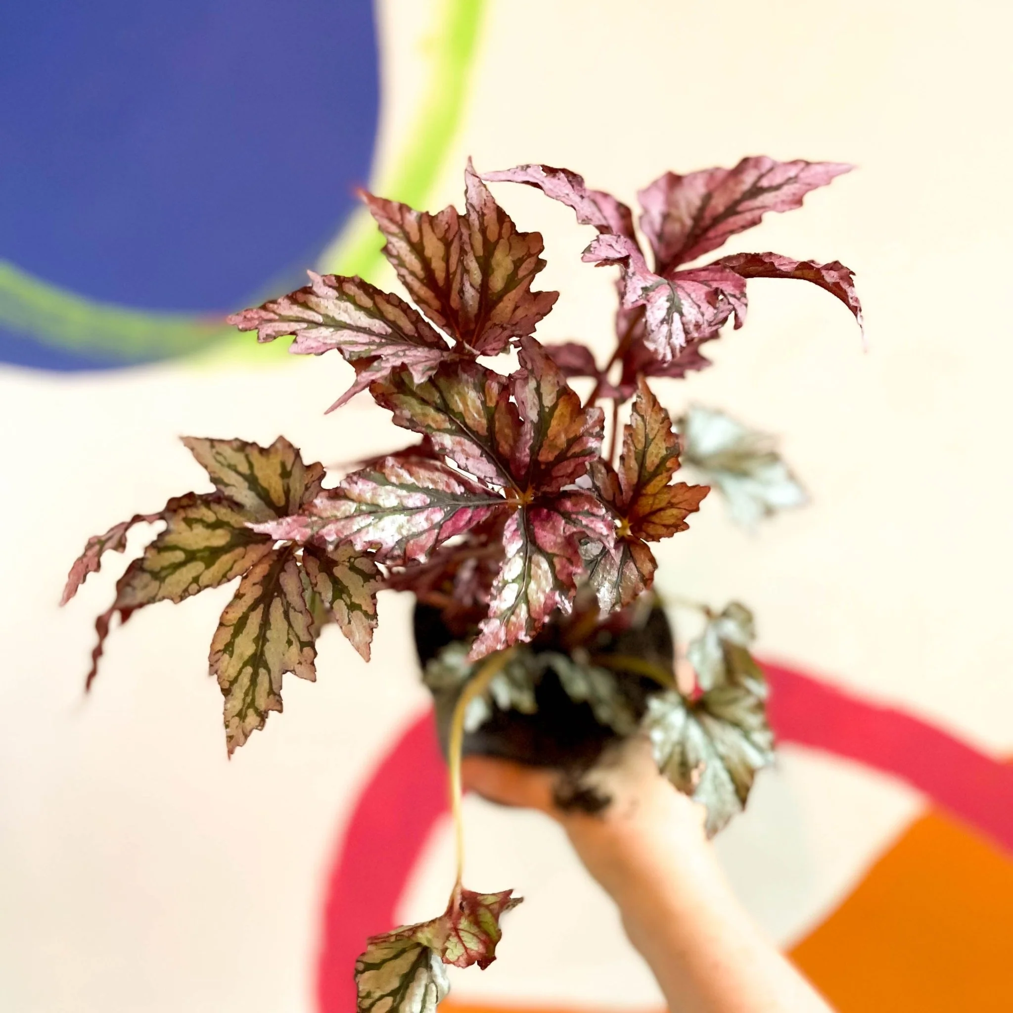 Begonia rex 'Benitochiba' - Welsh Grown - Image 4