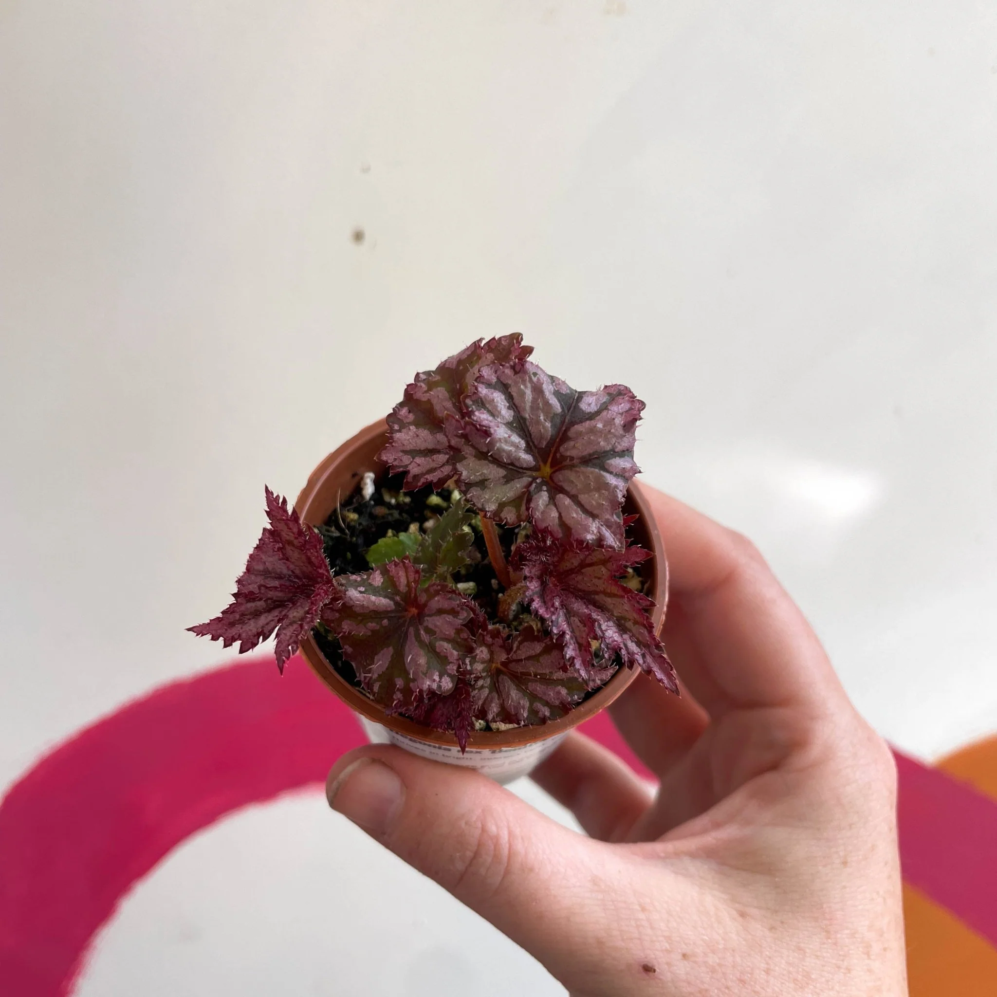 Begonia rex 'Benitochiba' - Welsh Grown - Image 5