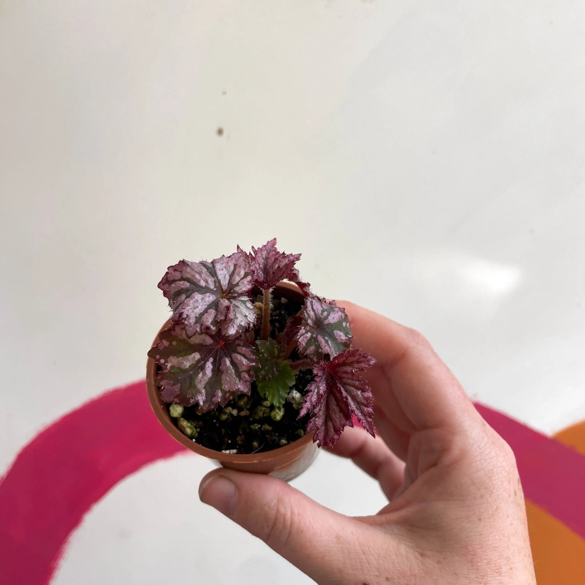 Begonia rex 'Benitochiba' - Welsh Grown - Image 6