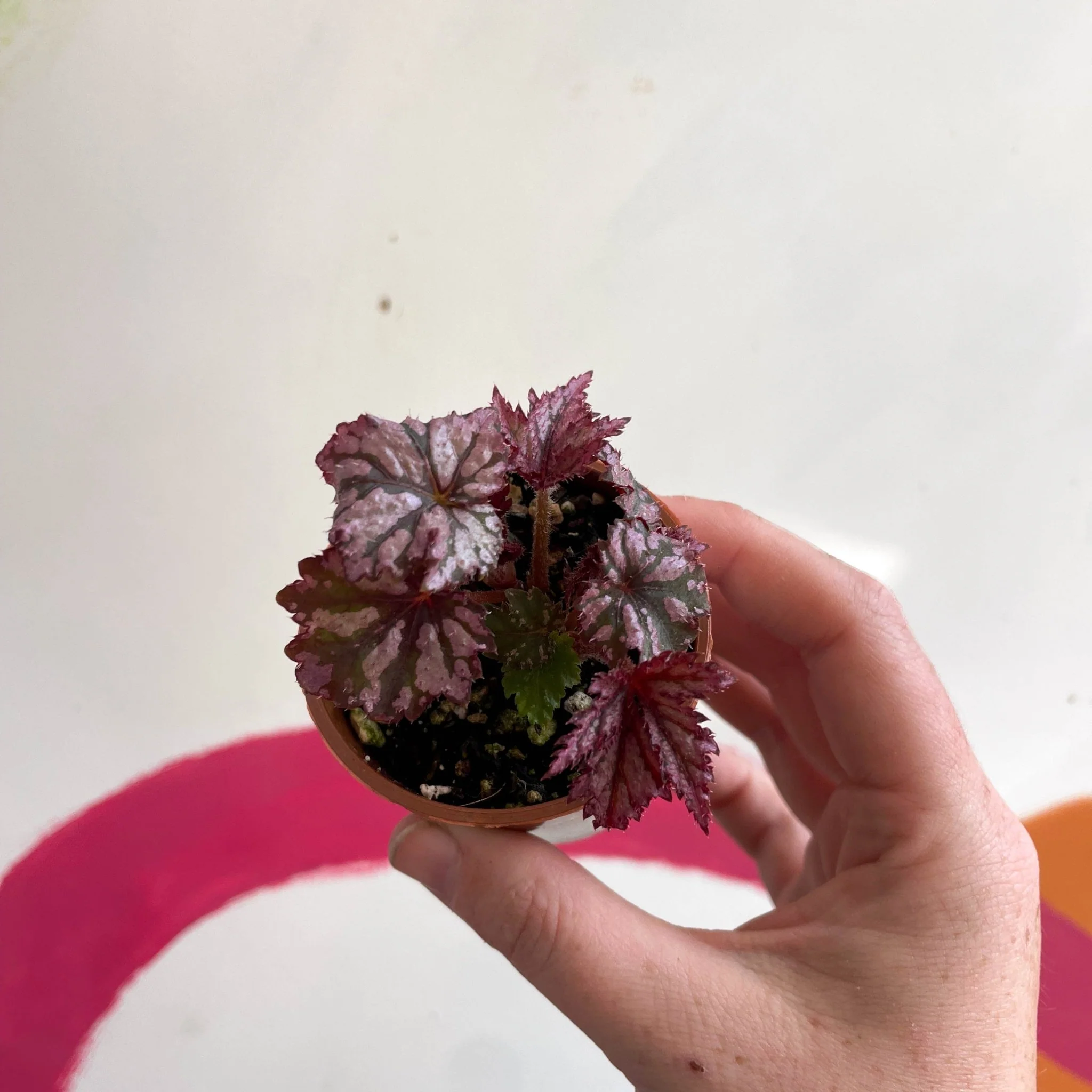 Begonia rex 'Benitochiba' - Welsh Grown - Image 7