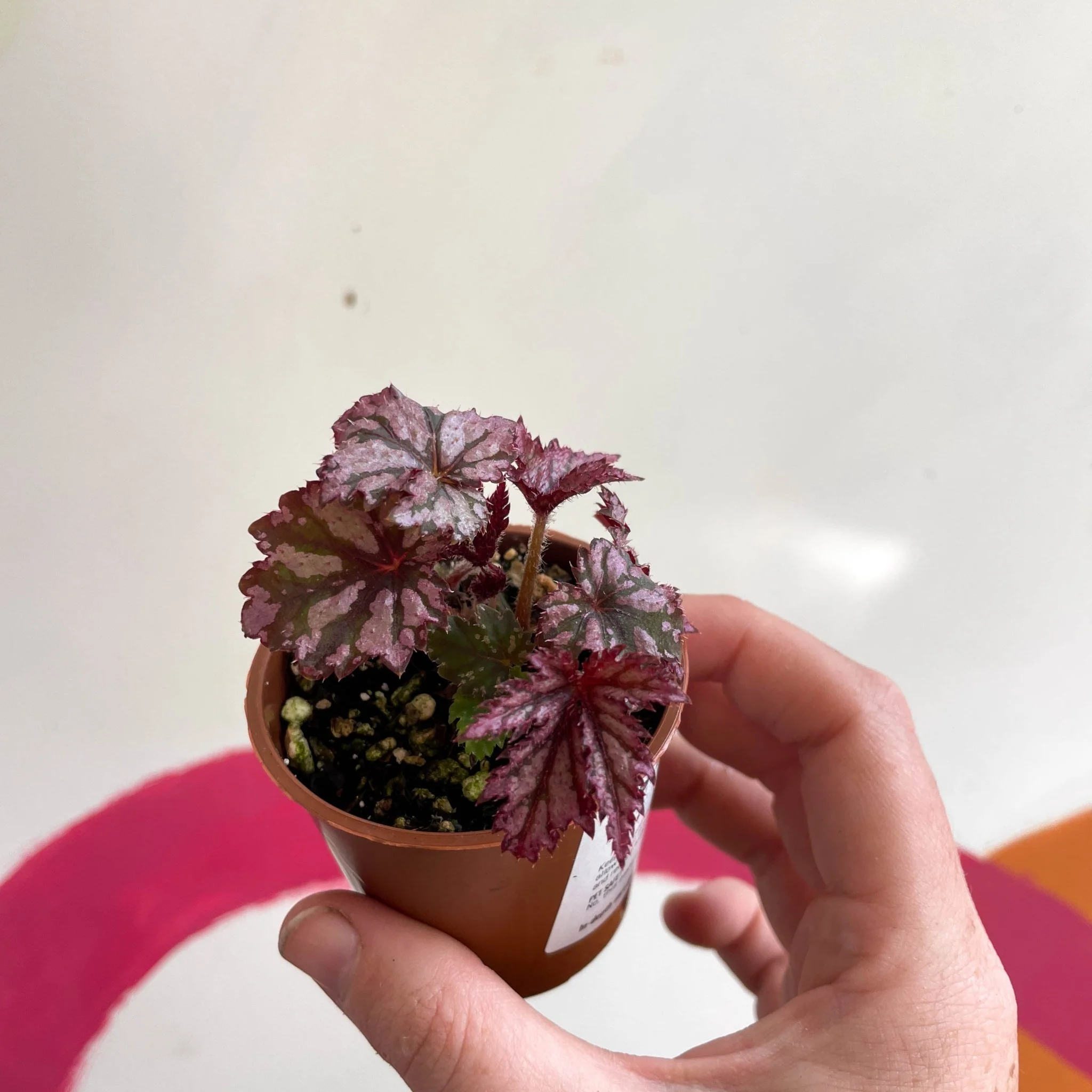 Begonia rex 'Benitochiba' - Welsh Grown - Image 8