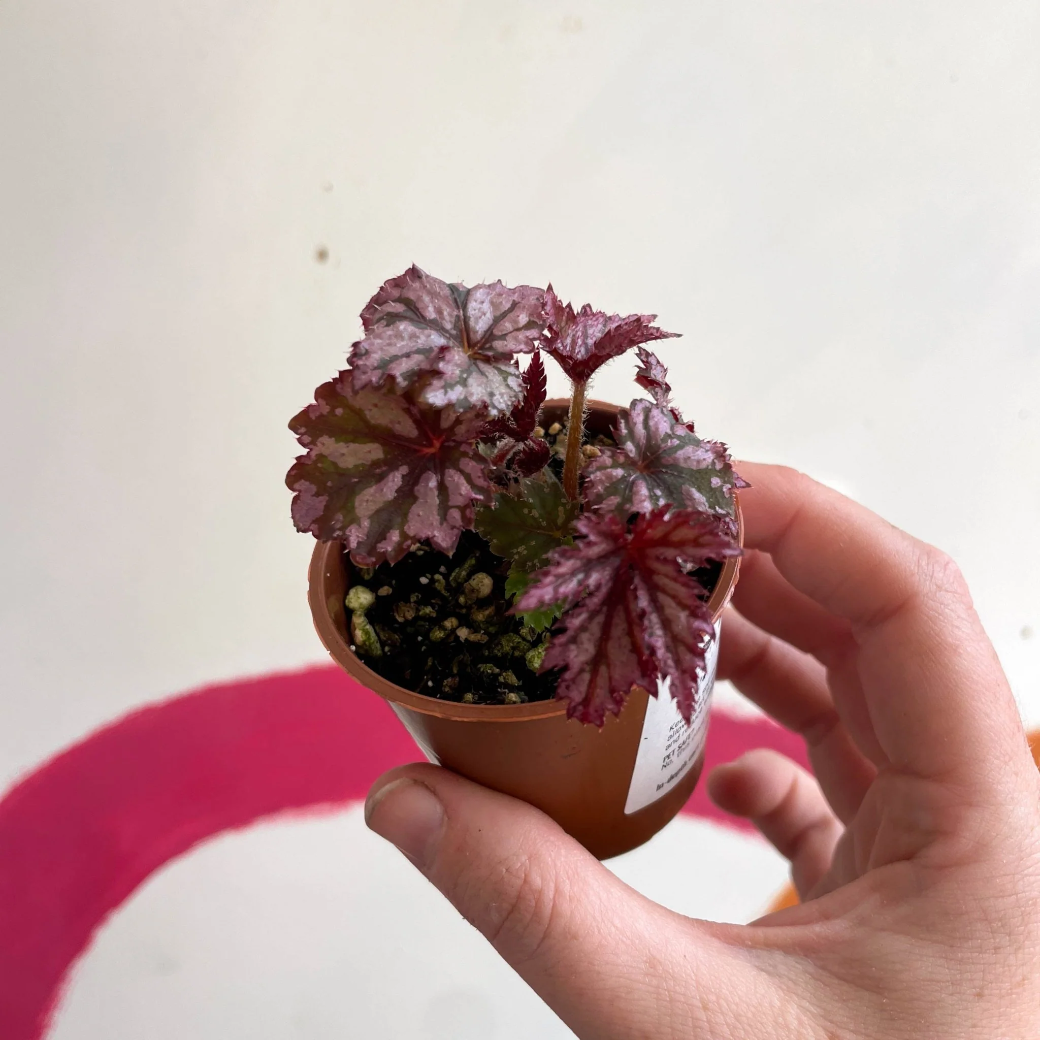 Begonia rex 'Benitochiba' - Welsh Grown - Image 9