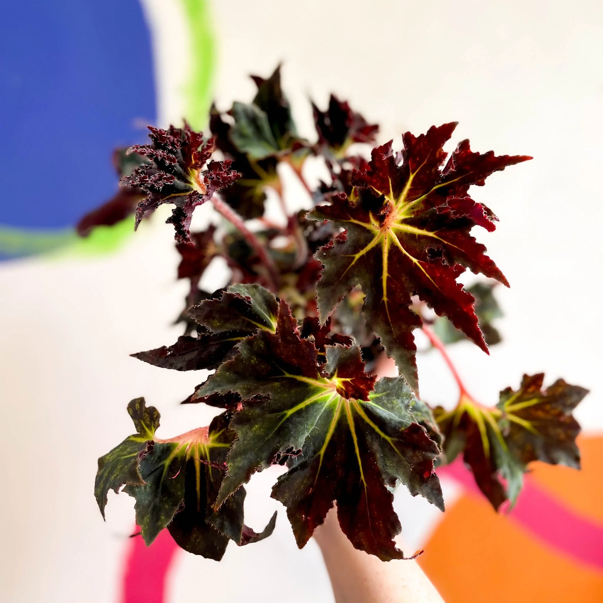 Begonia 'Black Fang' - Welsh Grown