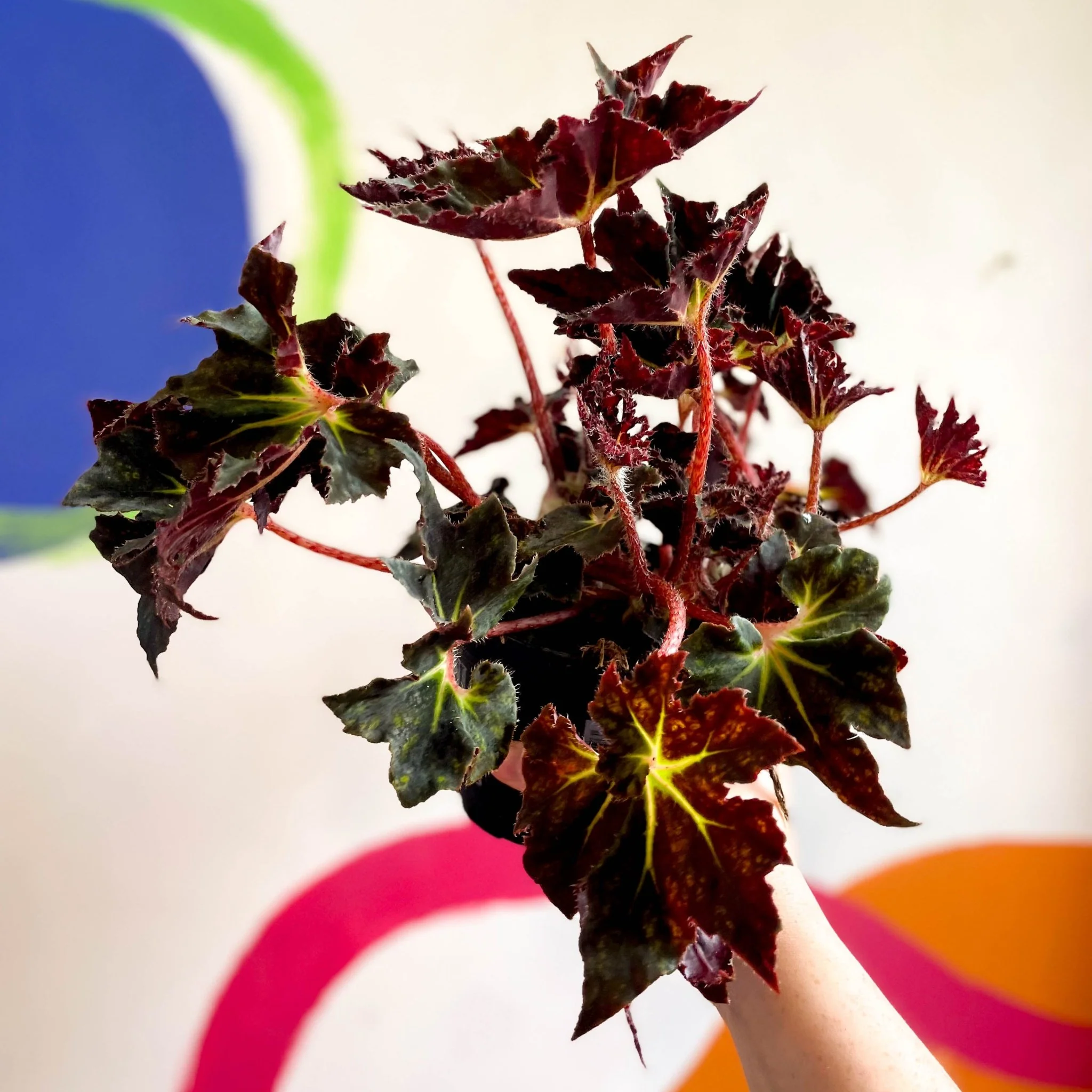 Begonia 'Black Fang' - Welsh Grown - Image 2