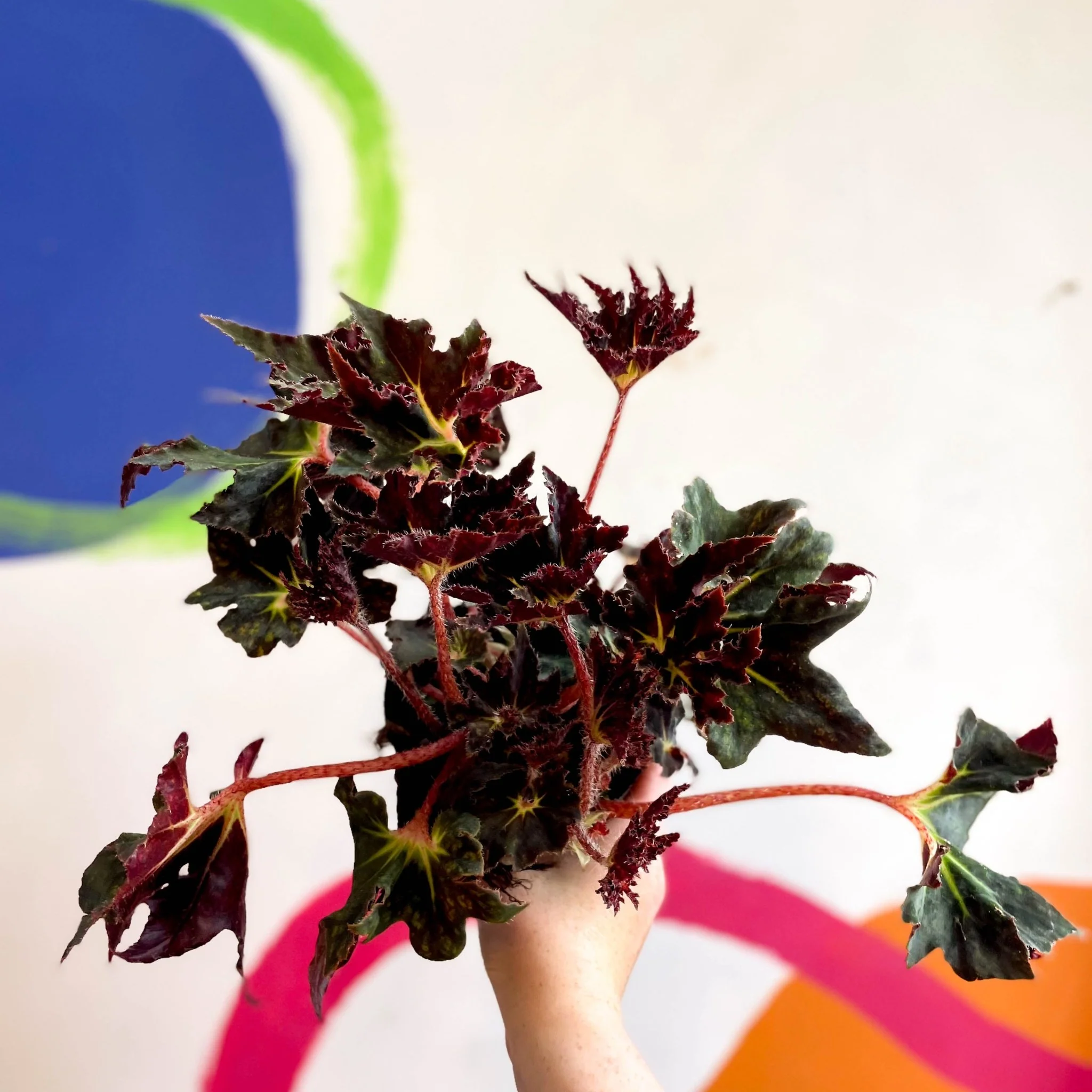 Begonia 'Black Fang' - Welsh Grown - Image 3