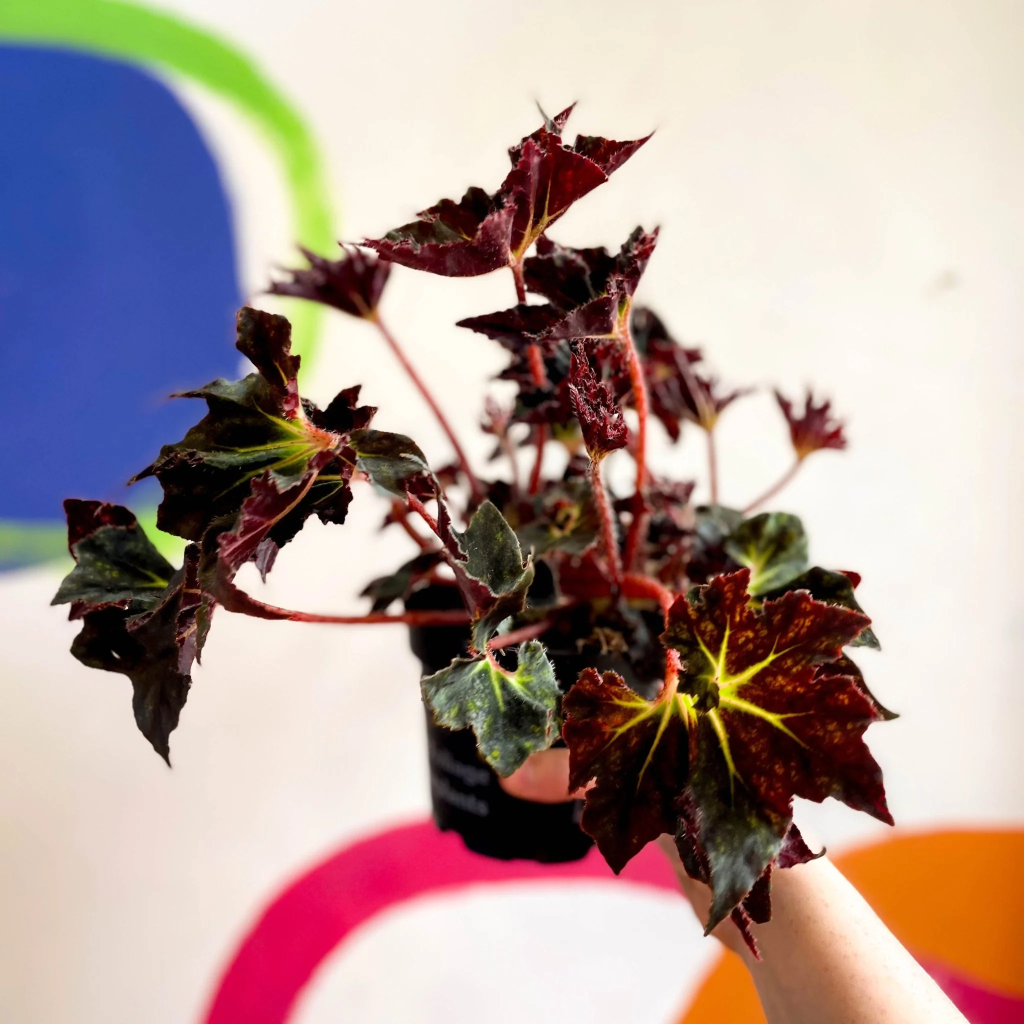 Begonia 'Black Fang' - Welsh Grown - Image 4