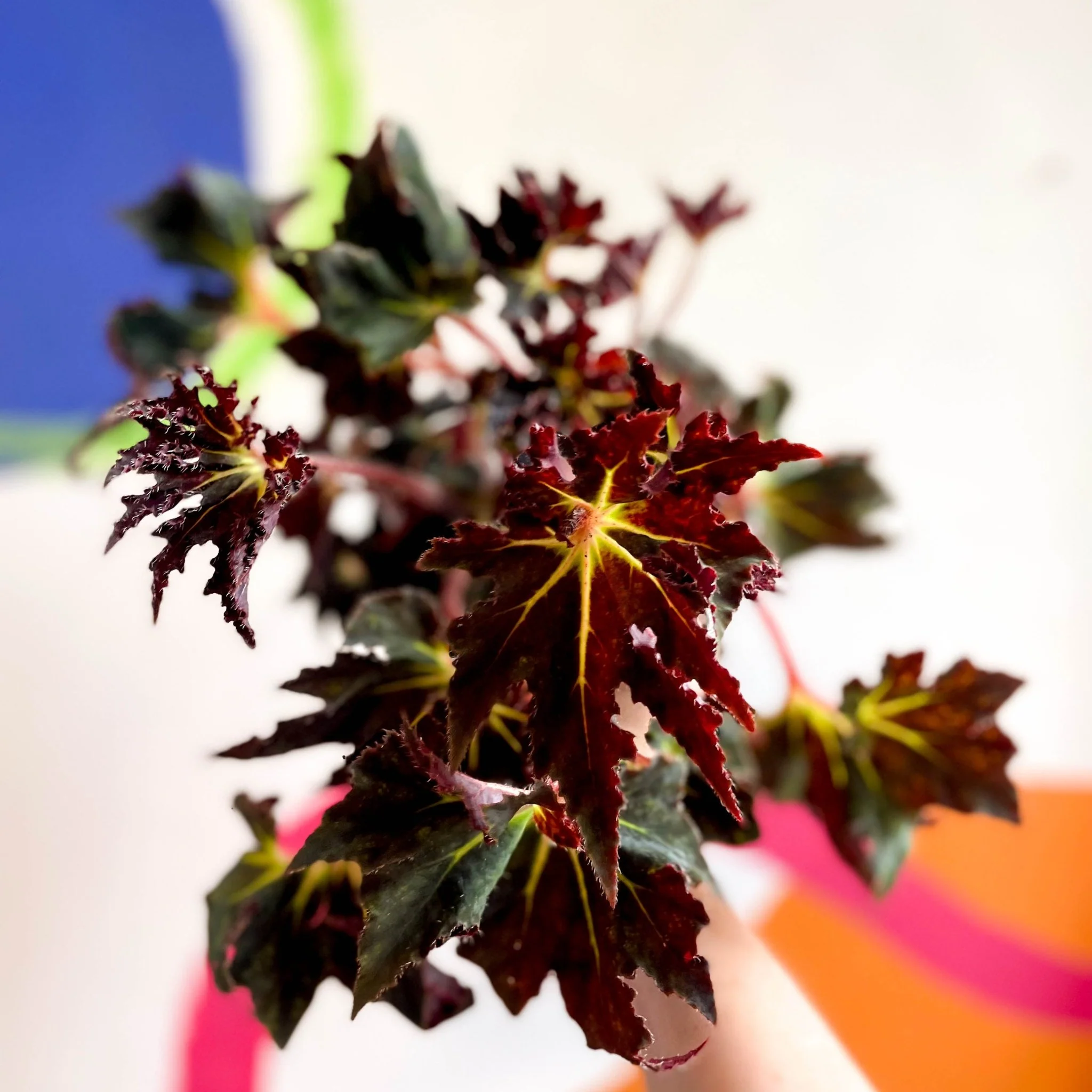 Begonia 'Black Fang' - Welsh Grown - Image 5