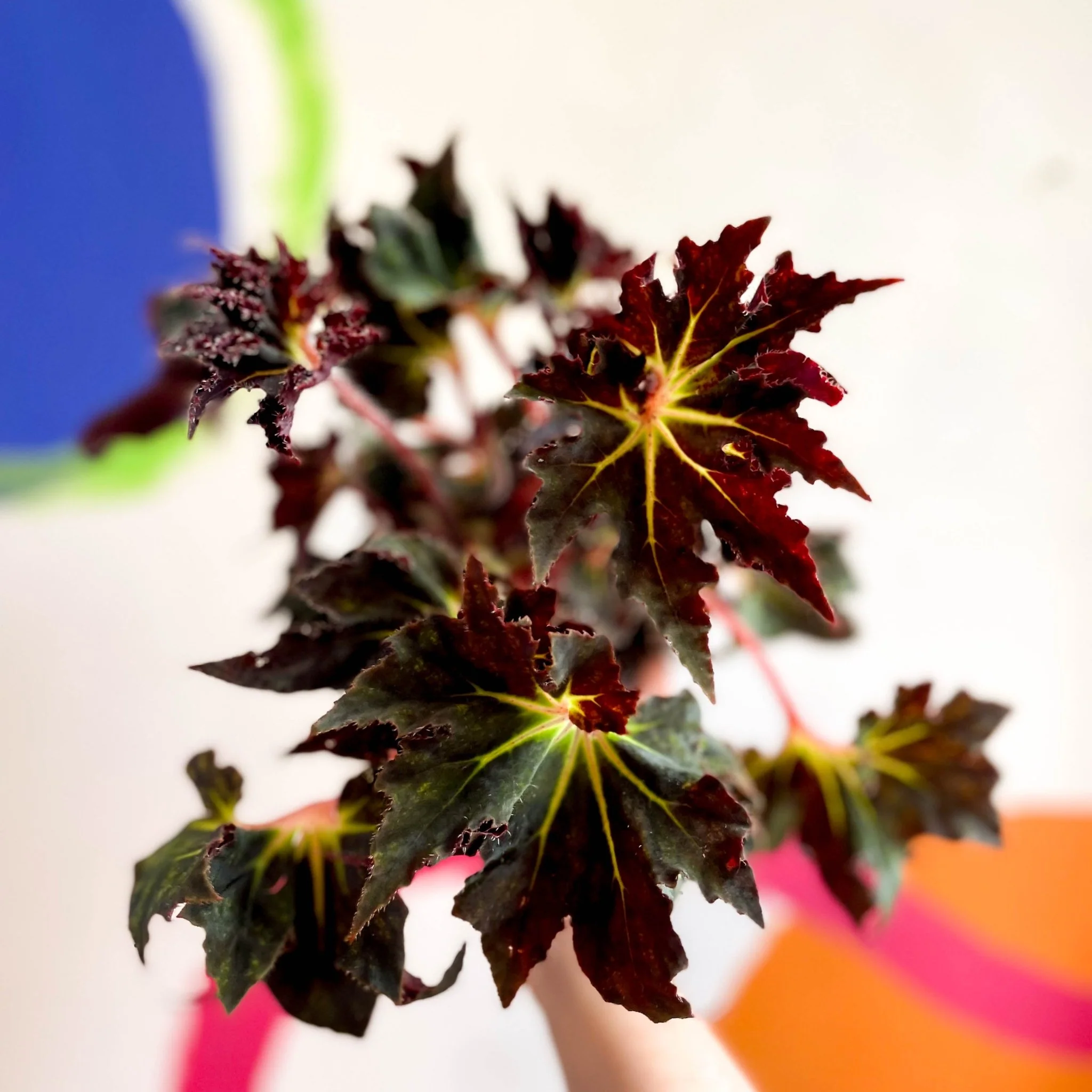 Begonia 'Black Fang' - Welsh Grown - Image 6