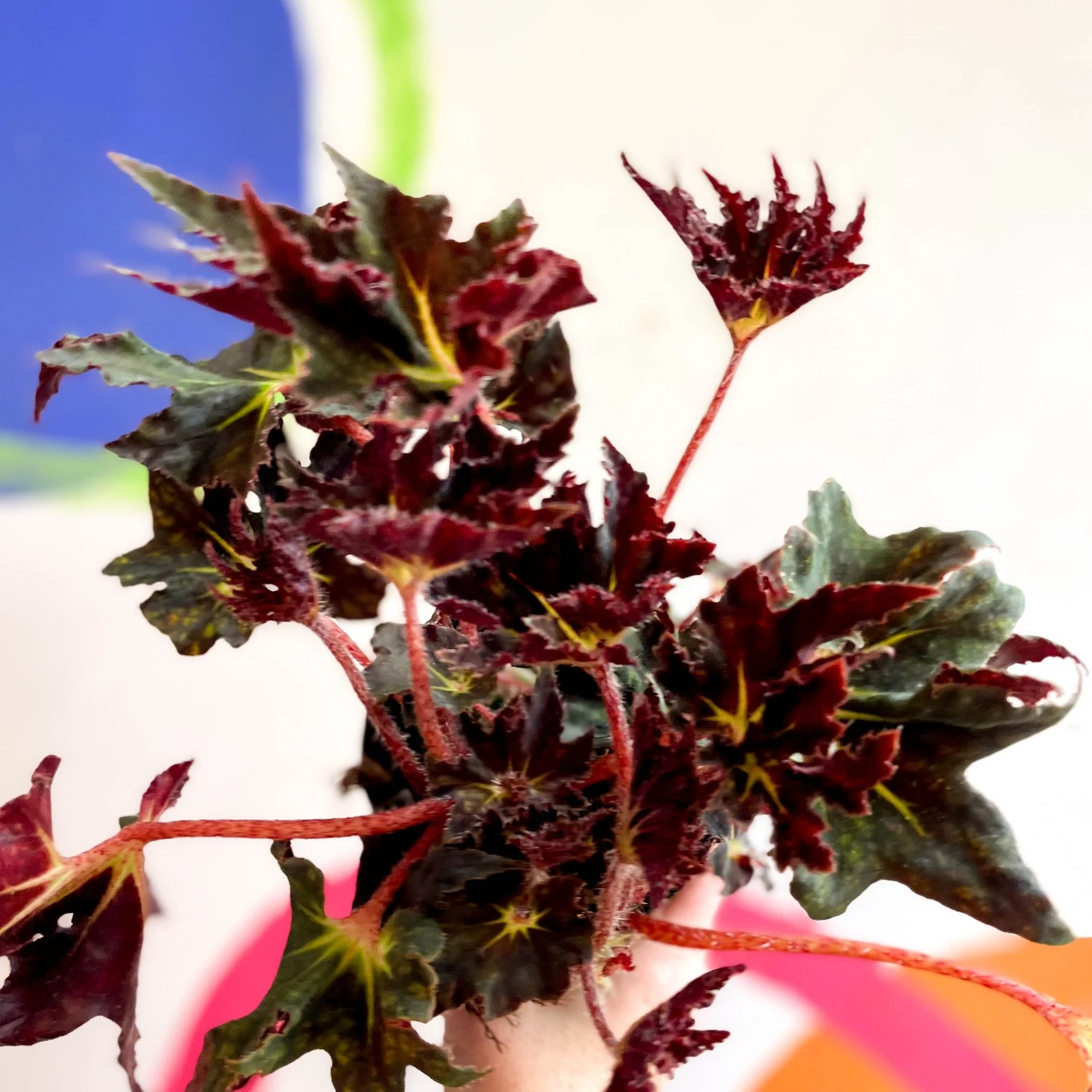 Begonia 'Black Fang' - Welsh Grown - Image 7