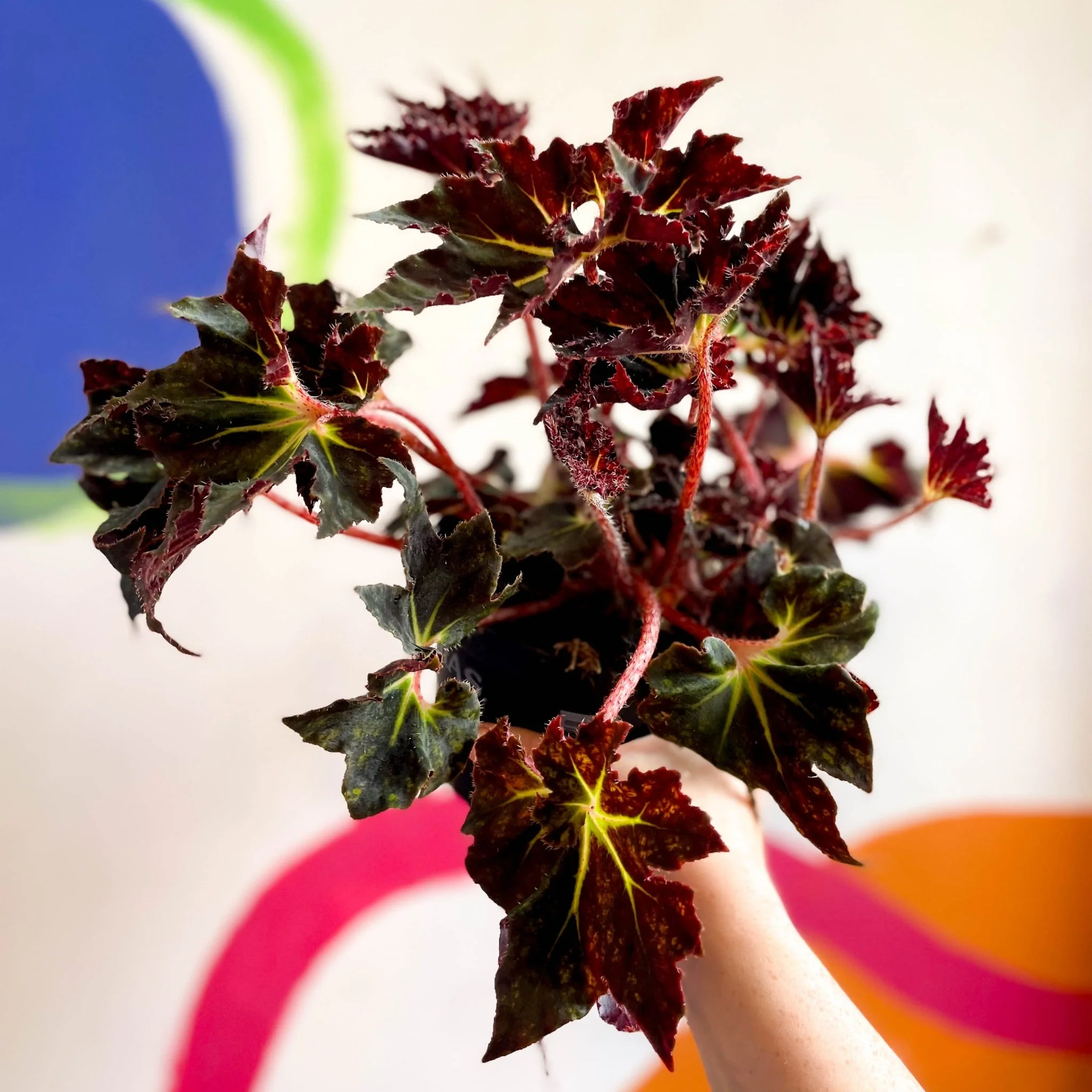 Begonia 'Black Fang' - Welsh Grown - Image 8