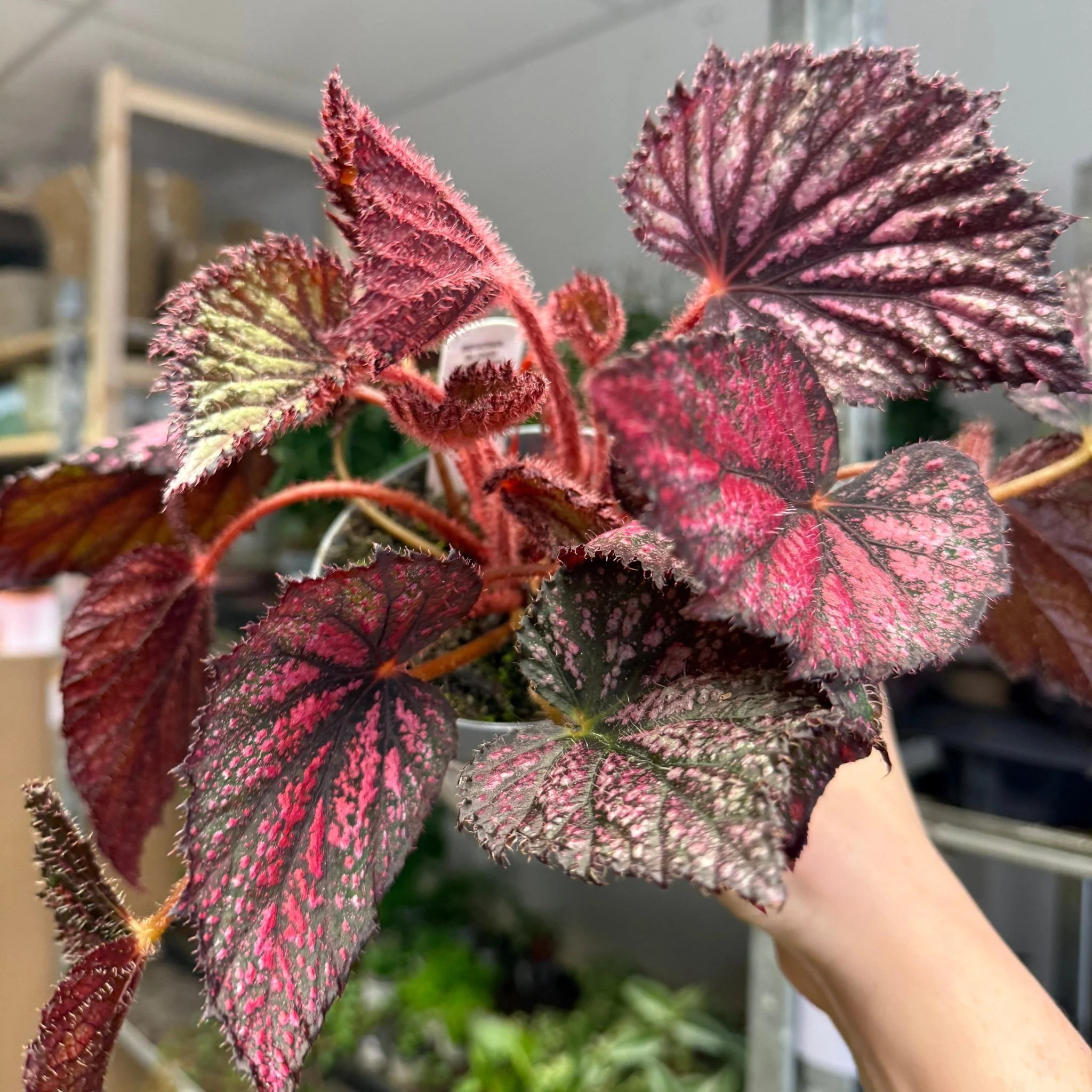 Begonia rex 'Blood Brothers' - Welsh Grown