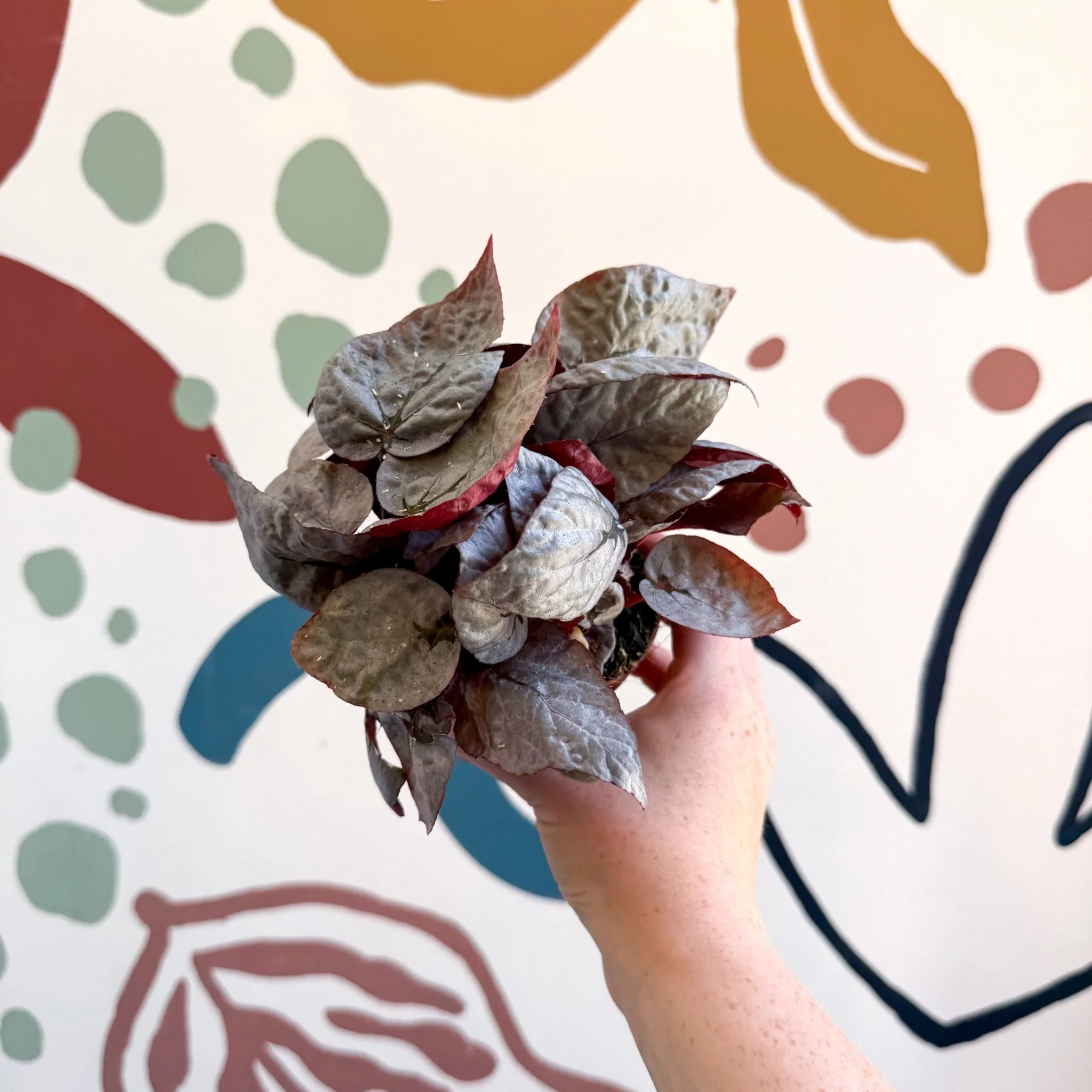 Begonia rex 'Bolero' - Image 3