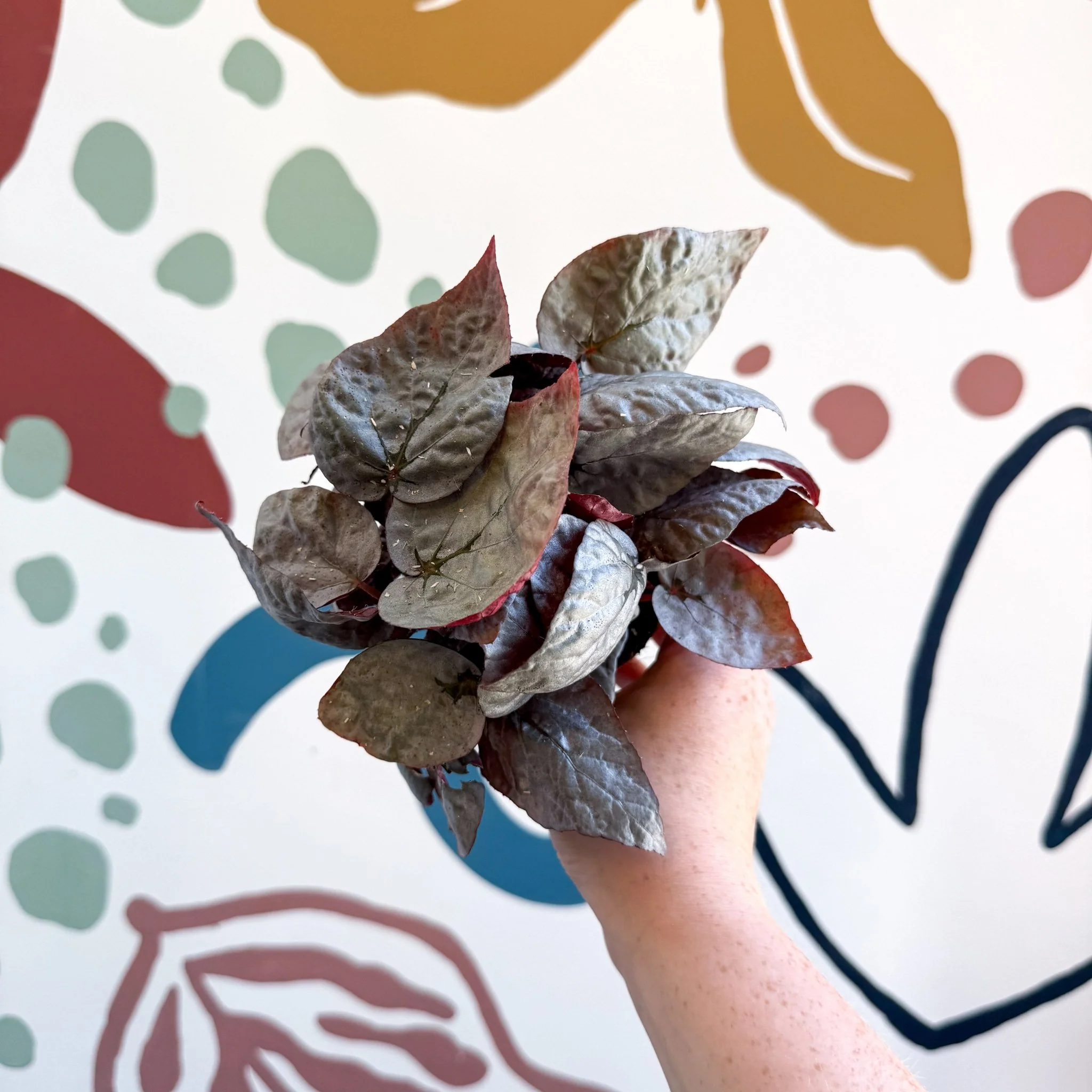 Begonia rex 'Bolero' - Image 4